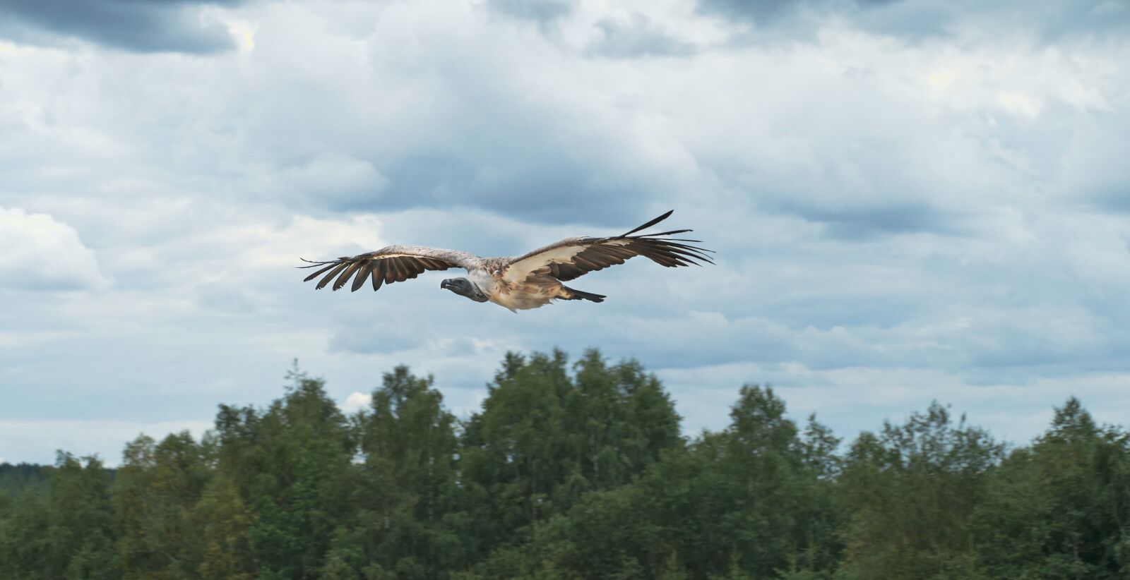 Panasonic Lumix DMC-FZ1000 sample photo. Bird, nature, feather photography