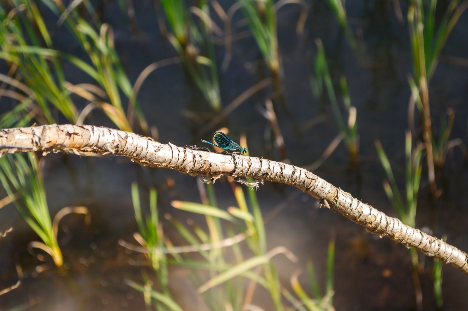 Nikon D3100 sample photo. Nature, dragonfly, insect photography