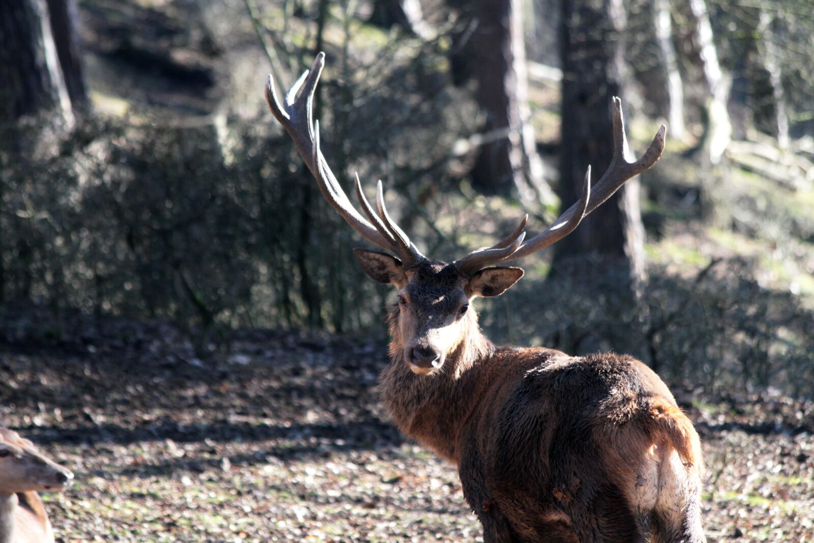 Canon EOS 7D sample photo. Hirsch, red deer, wild photography