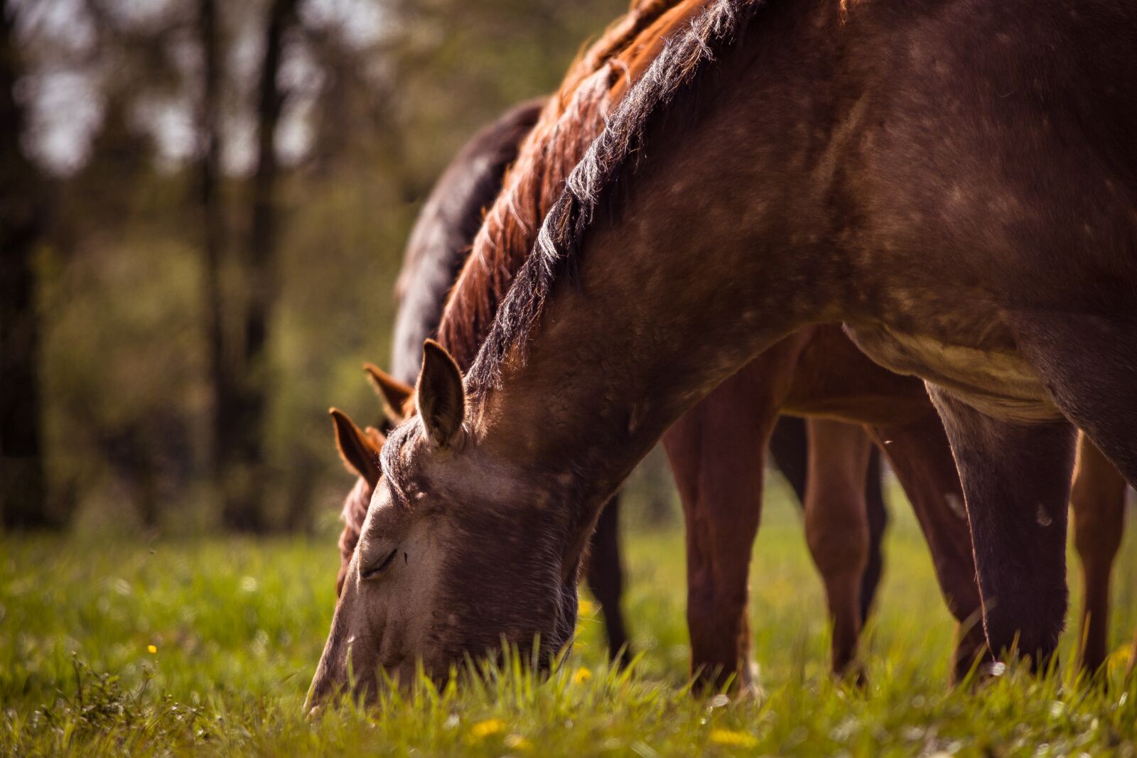 Nikon D7200 sample photo. Horses, graze, pasture photography