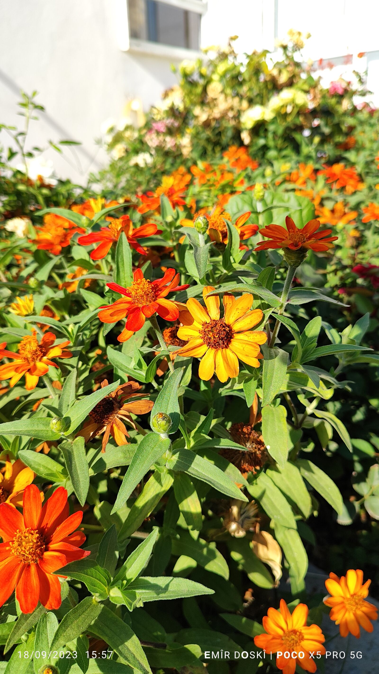 Xiaomi 22101320G sample photo. Poco x5 pro 5g photography