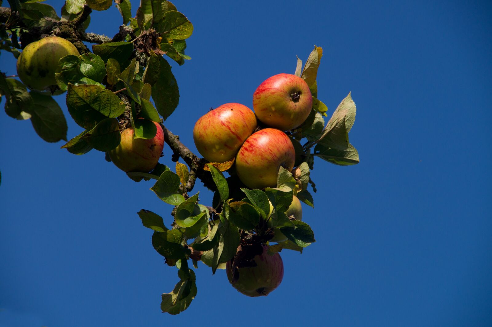 Sony SLT-A57 sample photo. Apple, red, close up photography