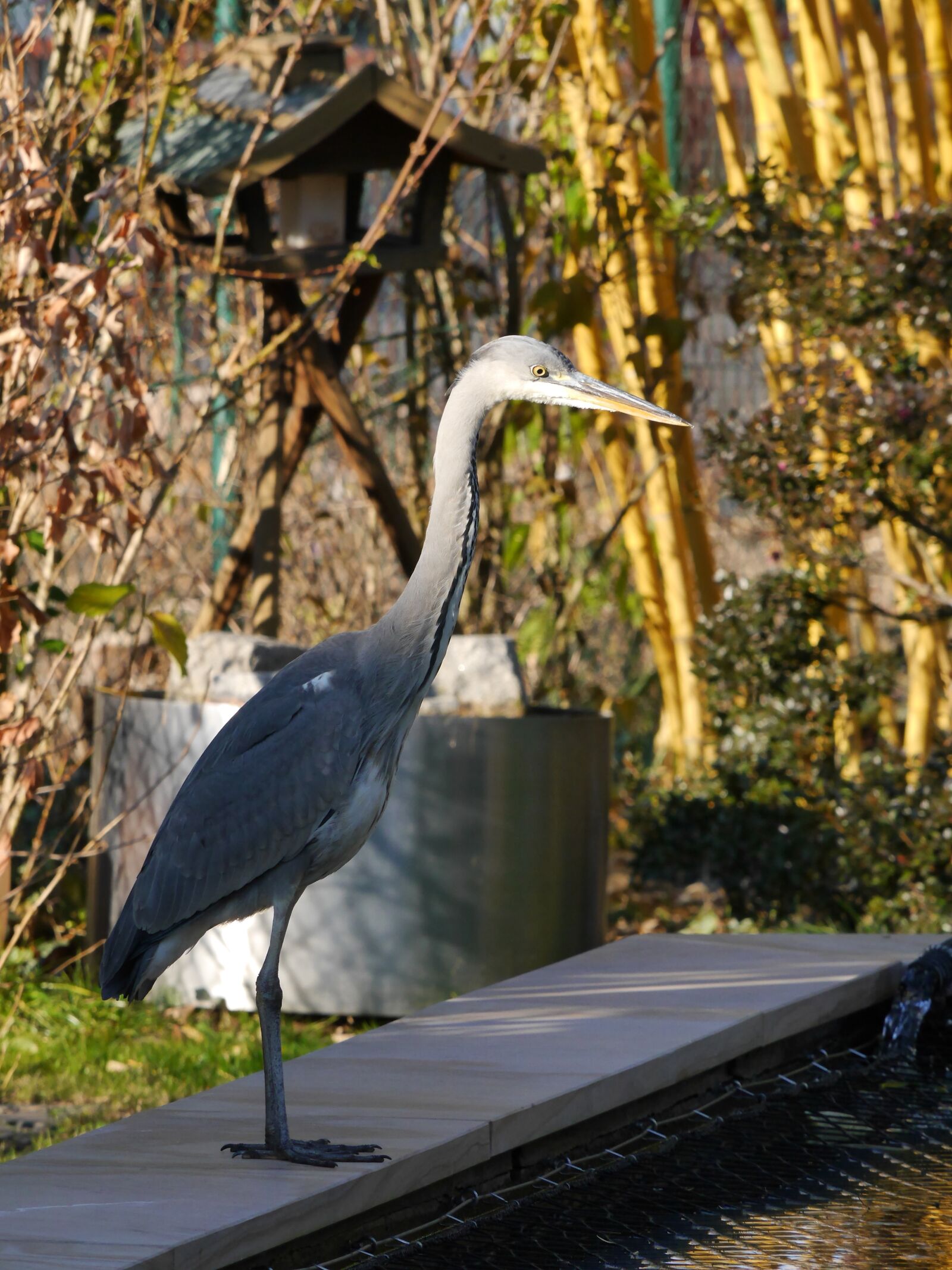 Panasonic Lumix DMC-G6 sample photo. Heron, garden, water bird photography