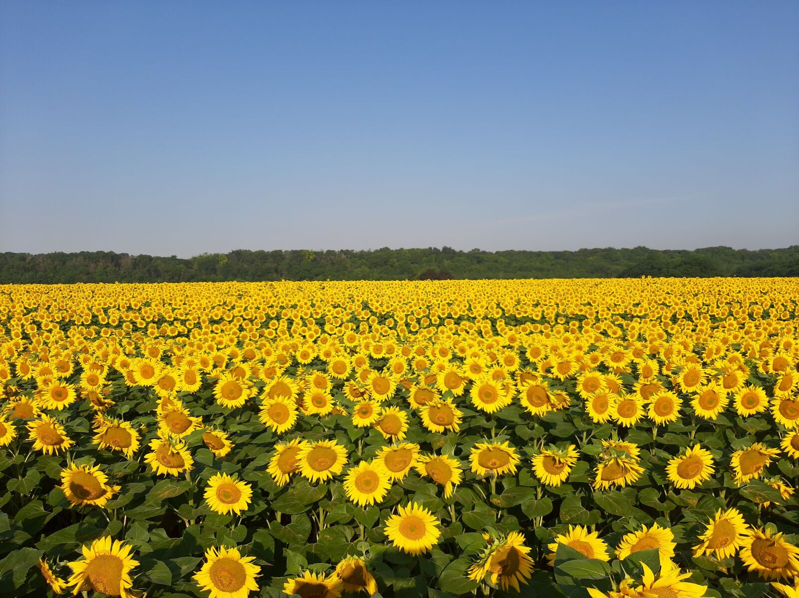 Samsung Galaxy A50 sample photo. Sunflower, sunflowers, field photography