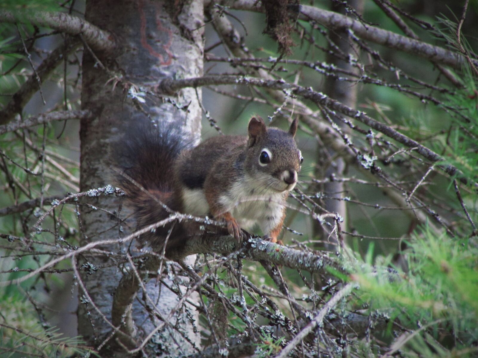 Canon PowerShot SX500 IS sample photo. Red squirrel, squirrel, nature photography