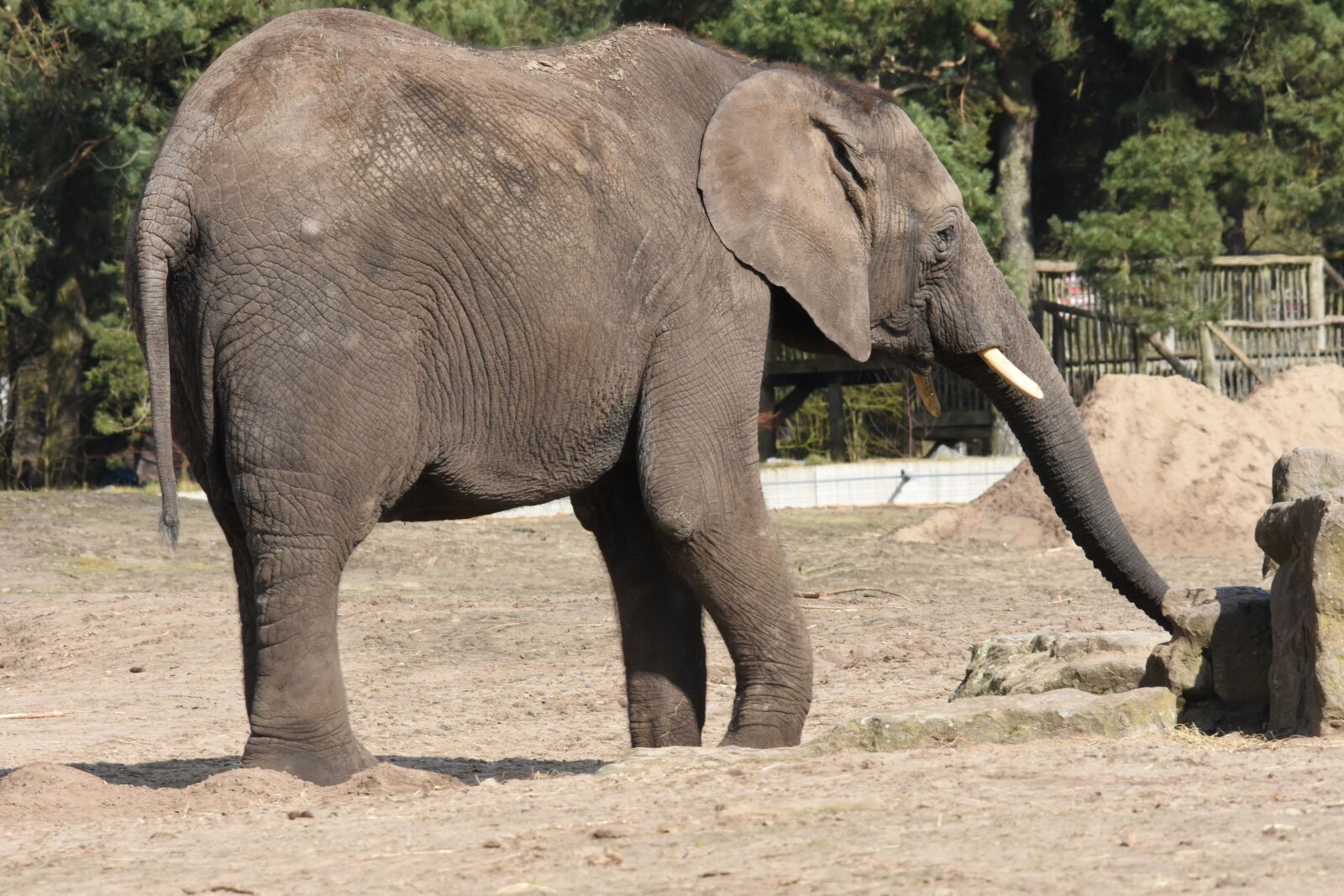 Nikon D7200 sample photo. Elephants, wildlife, mammals photography