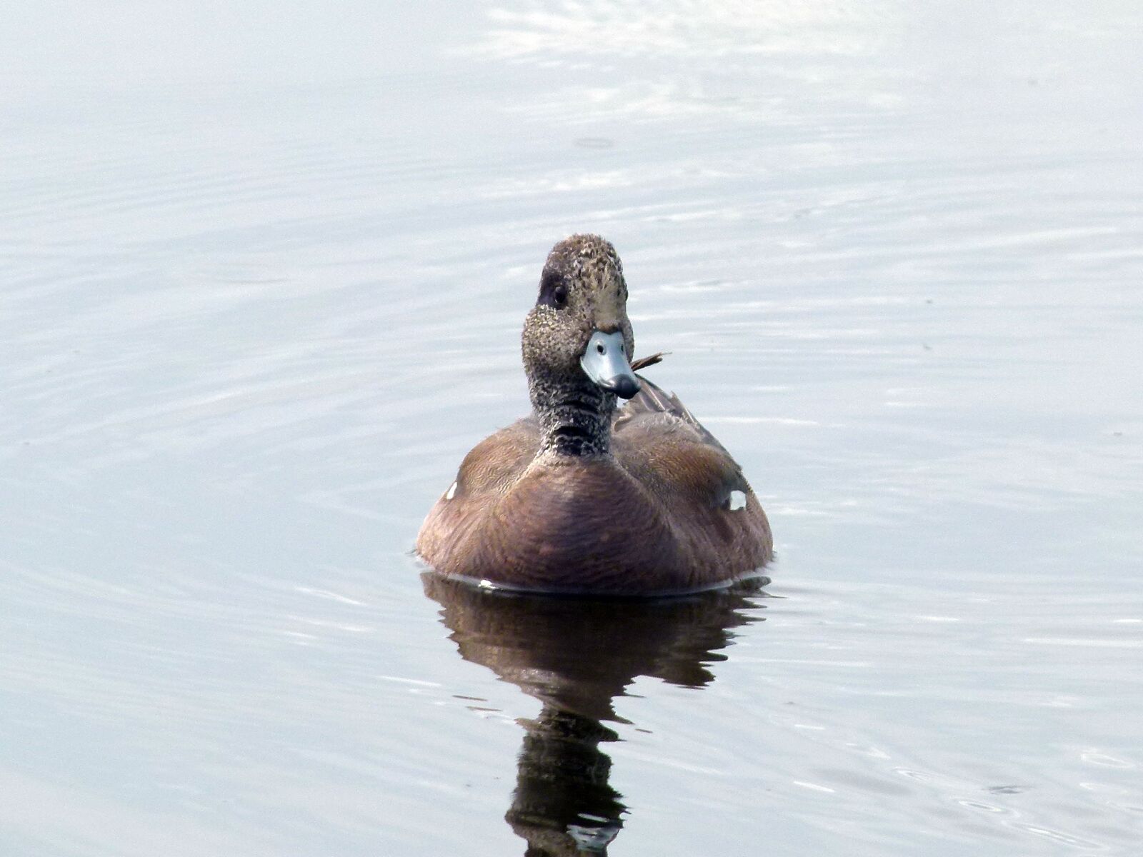 Panasonic Lumix DMC-FZ100 sample photo. Common merganser, duck, waterbird photography
