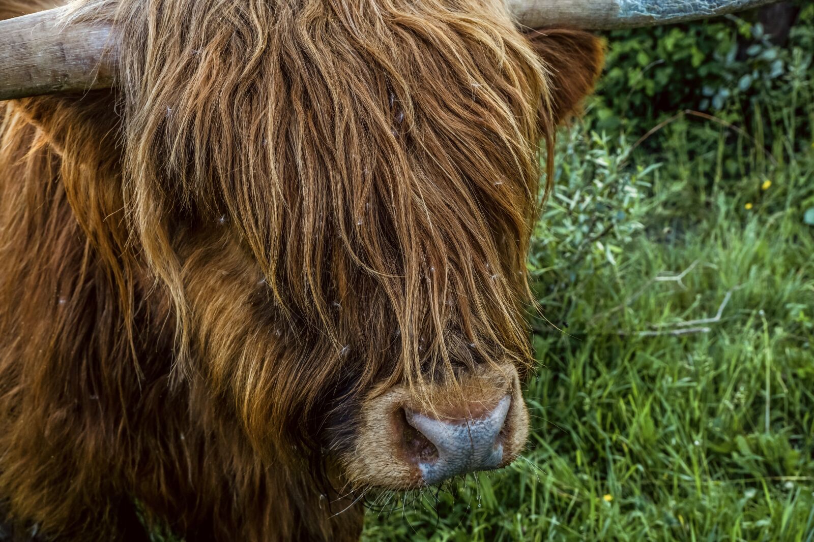 Sony ILCA-77M2 + Sony DT 18-135mm F3.5-5.6 SAM sample photo. Beef, cow, scottish highlands photography