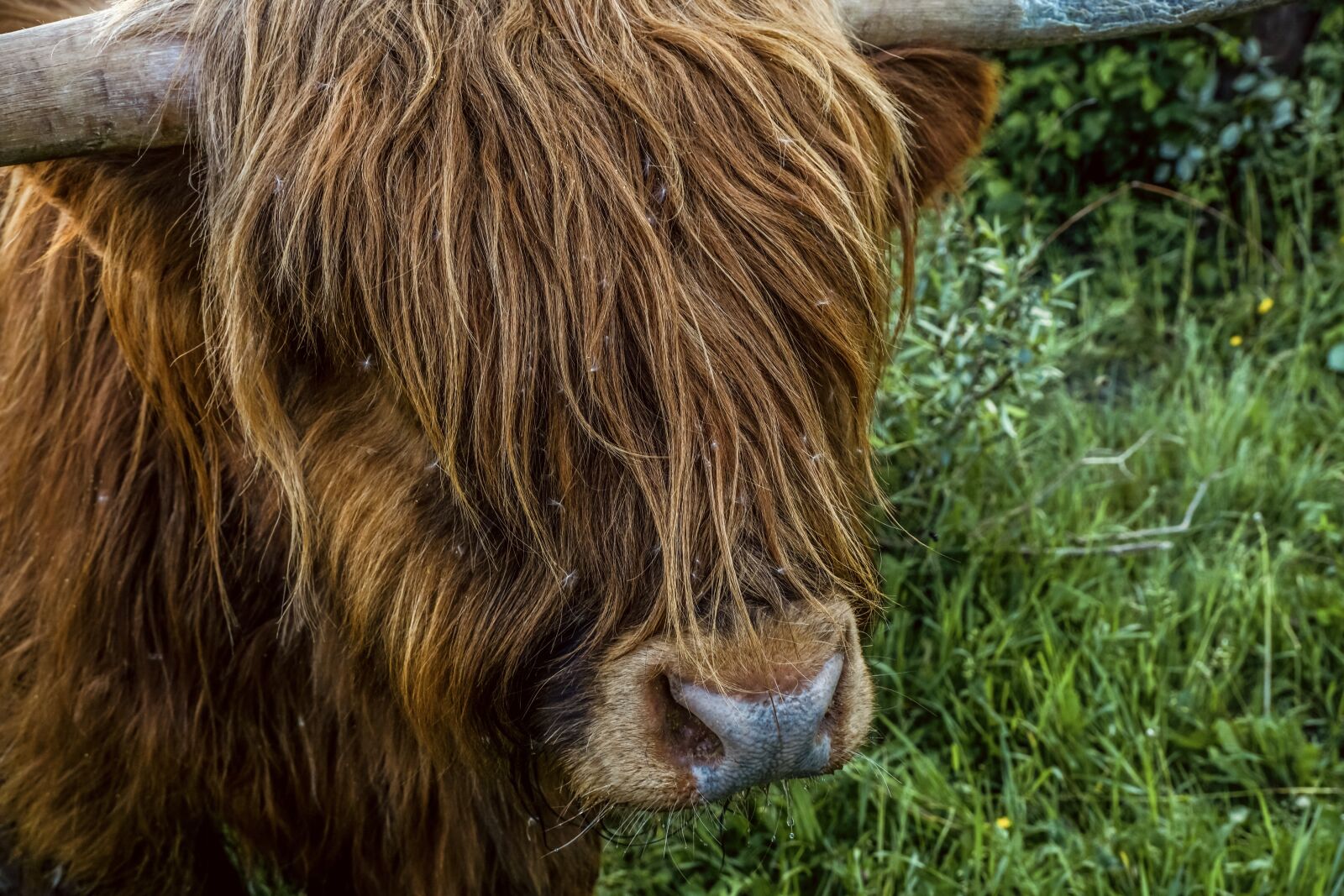 Sony DT 18-135mm F3.5-5.6 SAM sample photo. Beef, cow, scottish highlands photography