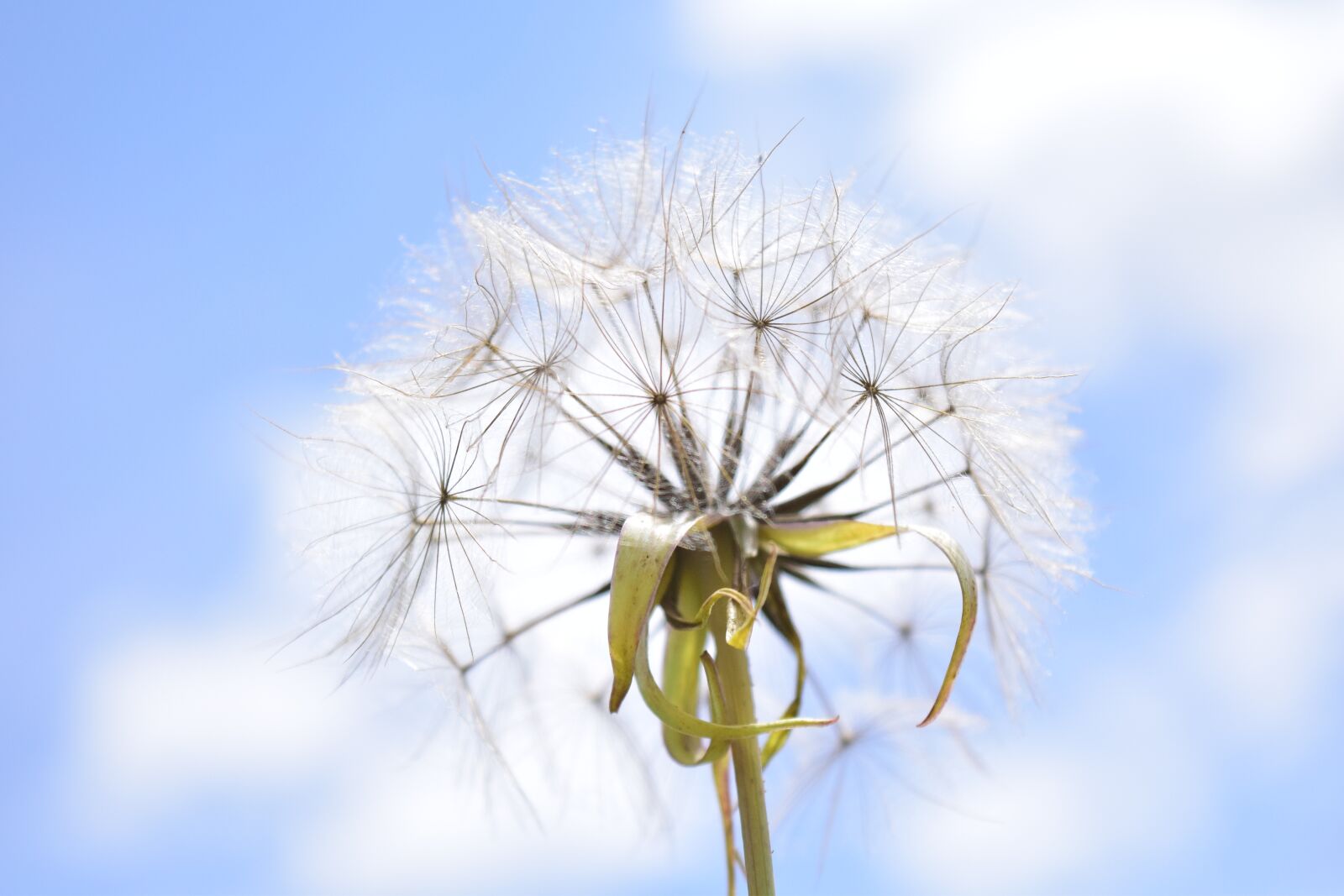 Nikon D3300 sample photo. Had salsify, dandelion, sky photography
