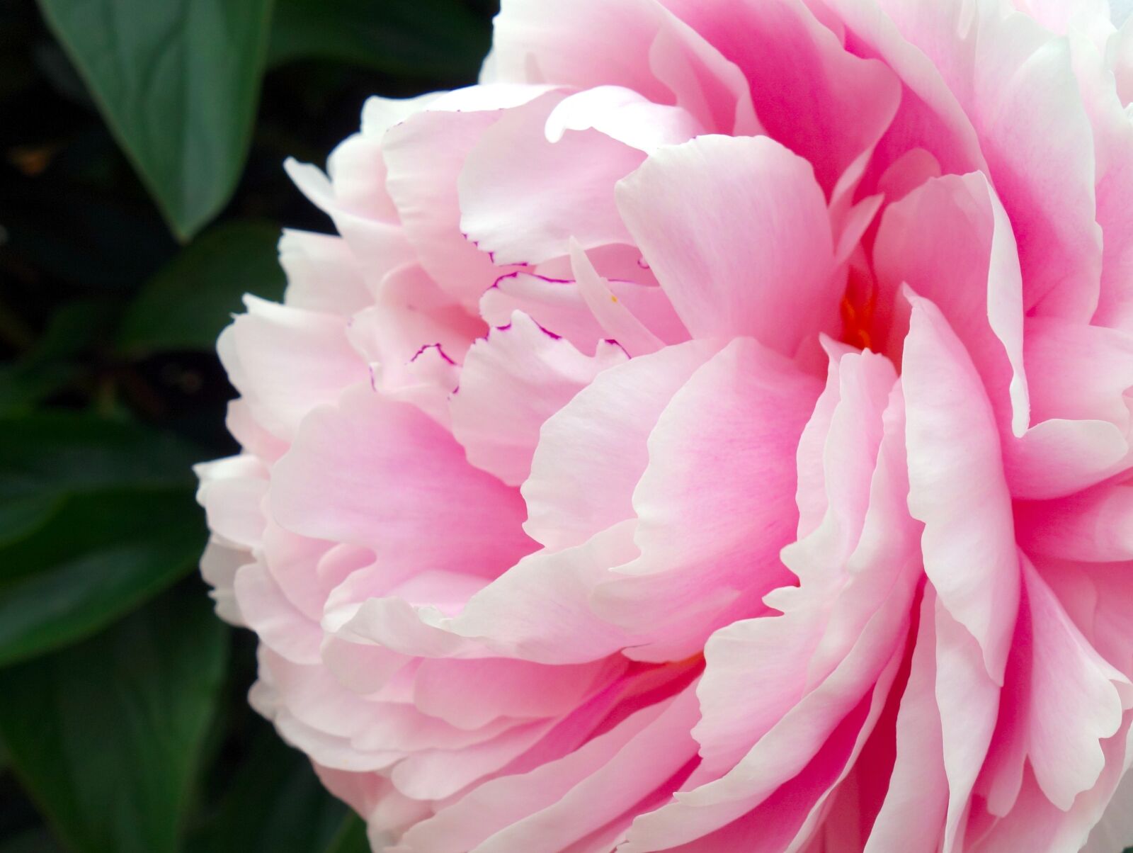 Sony Cyber-shot DSC-RX100 sample photo. Peony, blossom, bloom photography