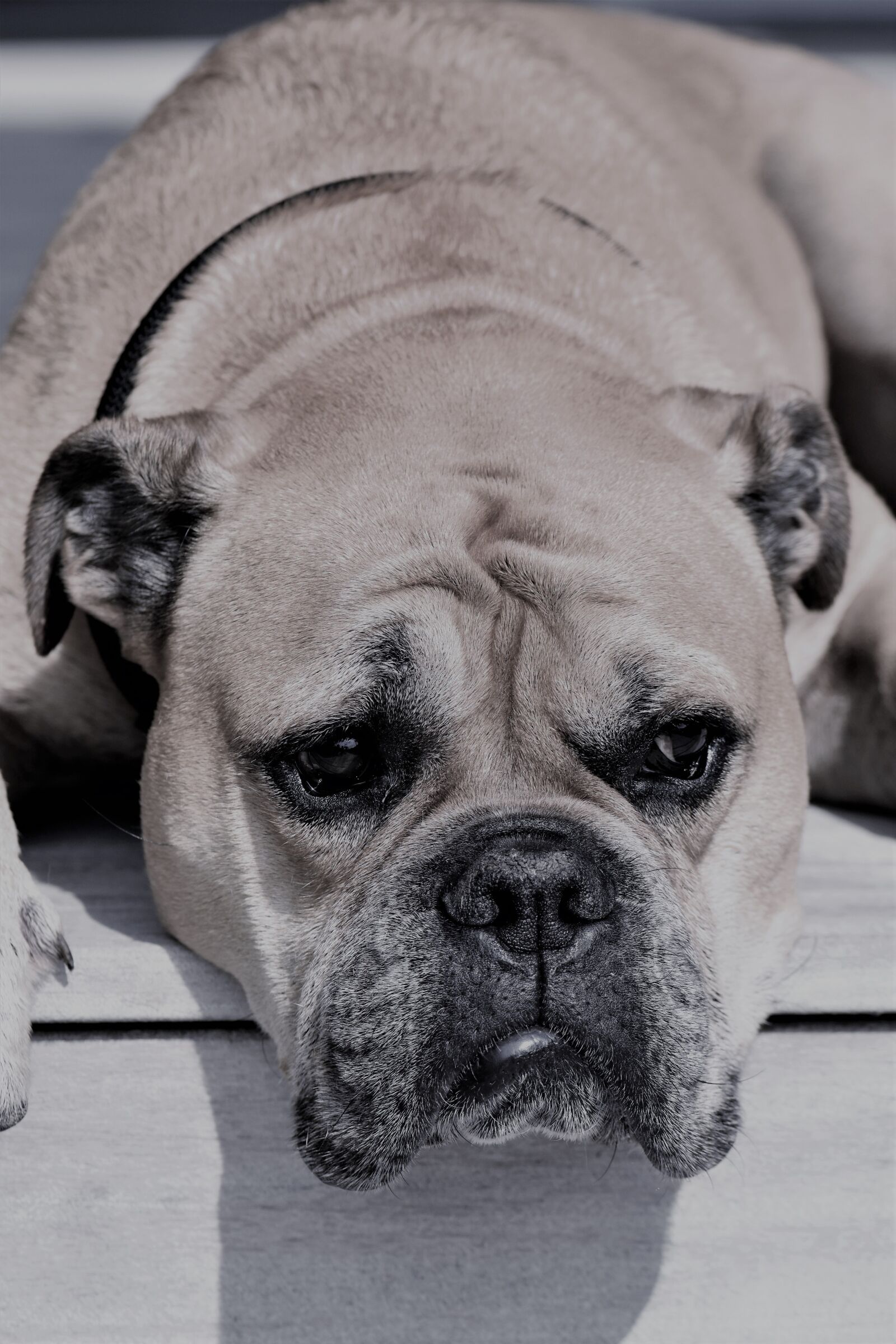 Nikon D5500 sample photo. Continental bulldog, animal, dog photography