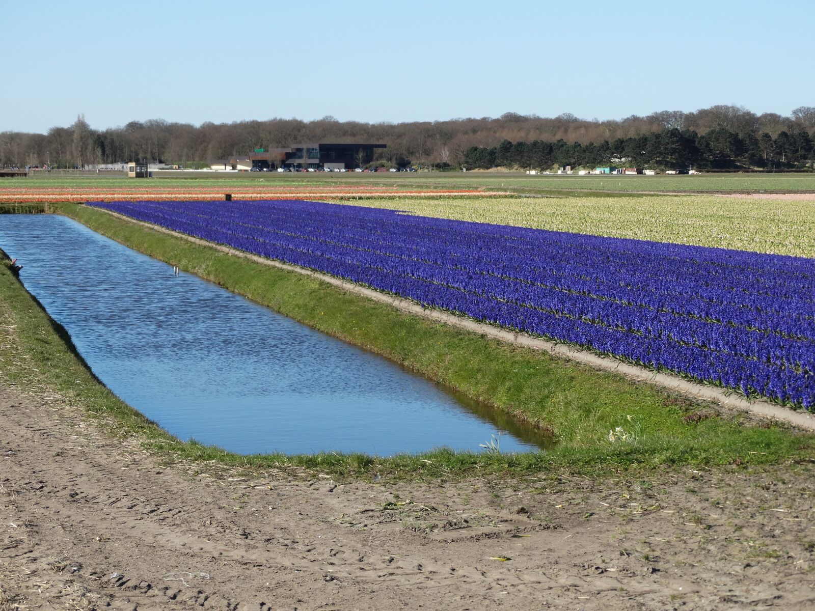 Sony Cyber-shot DSC-HX300 sample photo. Tulips, bollenstreek, netherlands photography