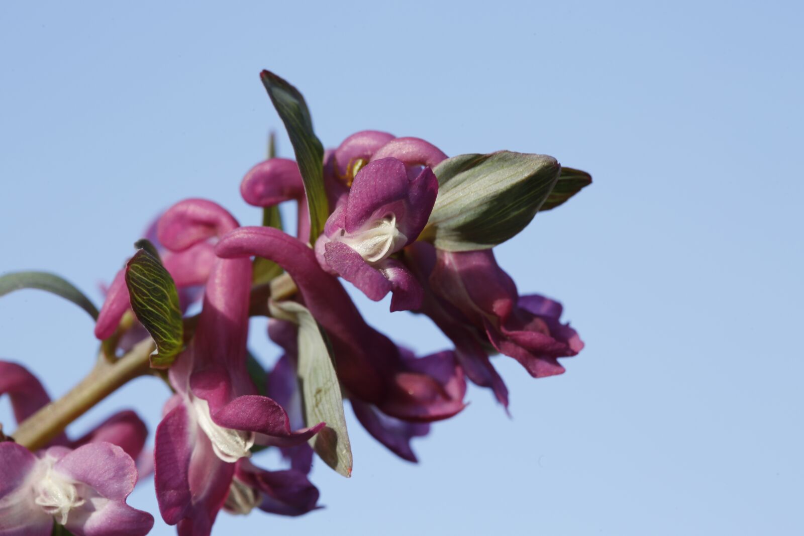 Canon EF 100mm F2.8L Macro IS USM sample photo. Spring, flower, nature photography