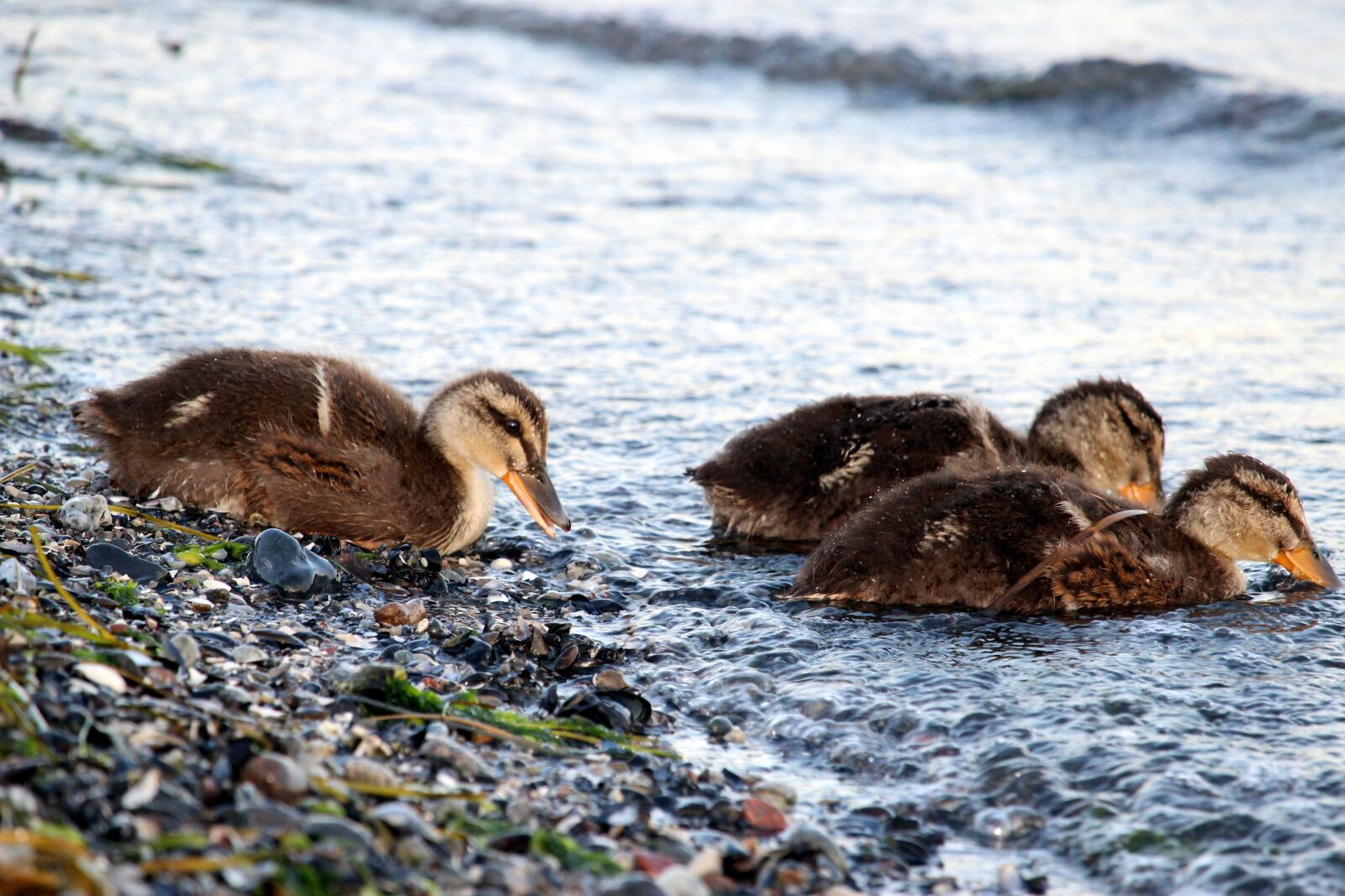 Canon EF-S 55-250mm F4-5.6 IS STM sample photo. Ducks, chicks, water bird photography