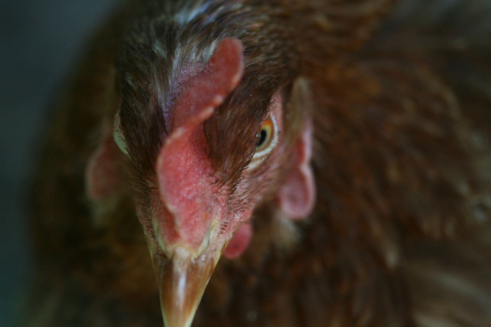 Canon EOS 400D (EOS Digital Rebel XTi / EOS Kiss Digital X) sample photo. Hen, animal, portrait of photography