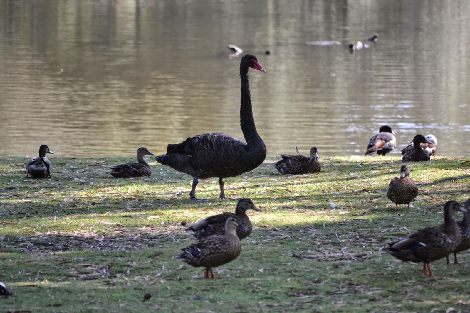 Nikon D3100 sample photo. Swan, nature, bird photography