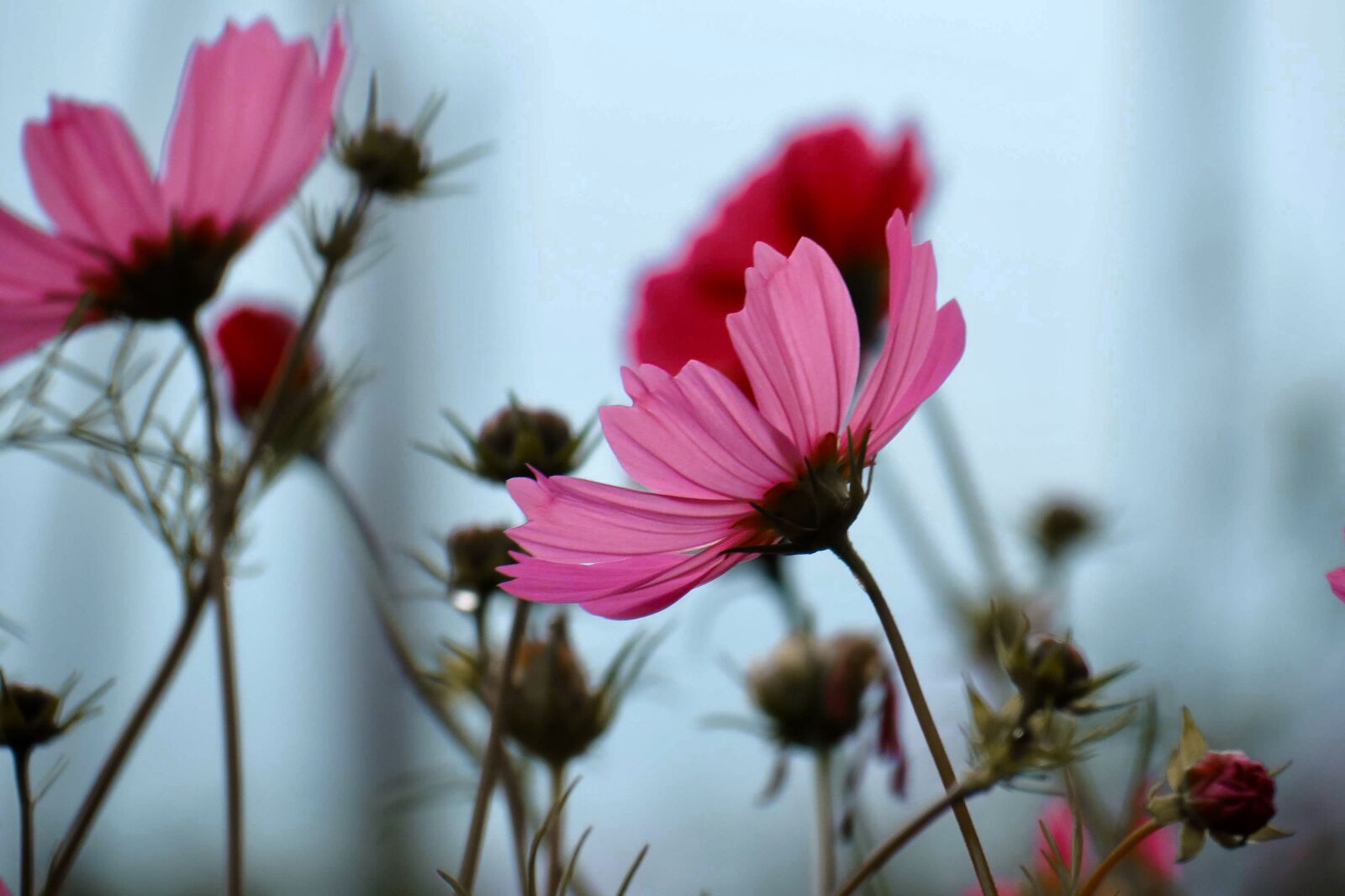 Canon PowerShot SX40 HS sample photo. Flowers, winter, cosmos photography