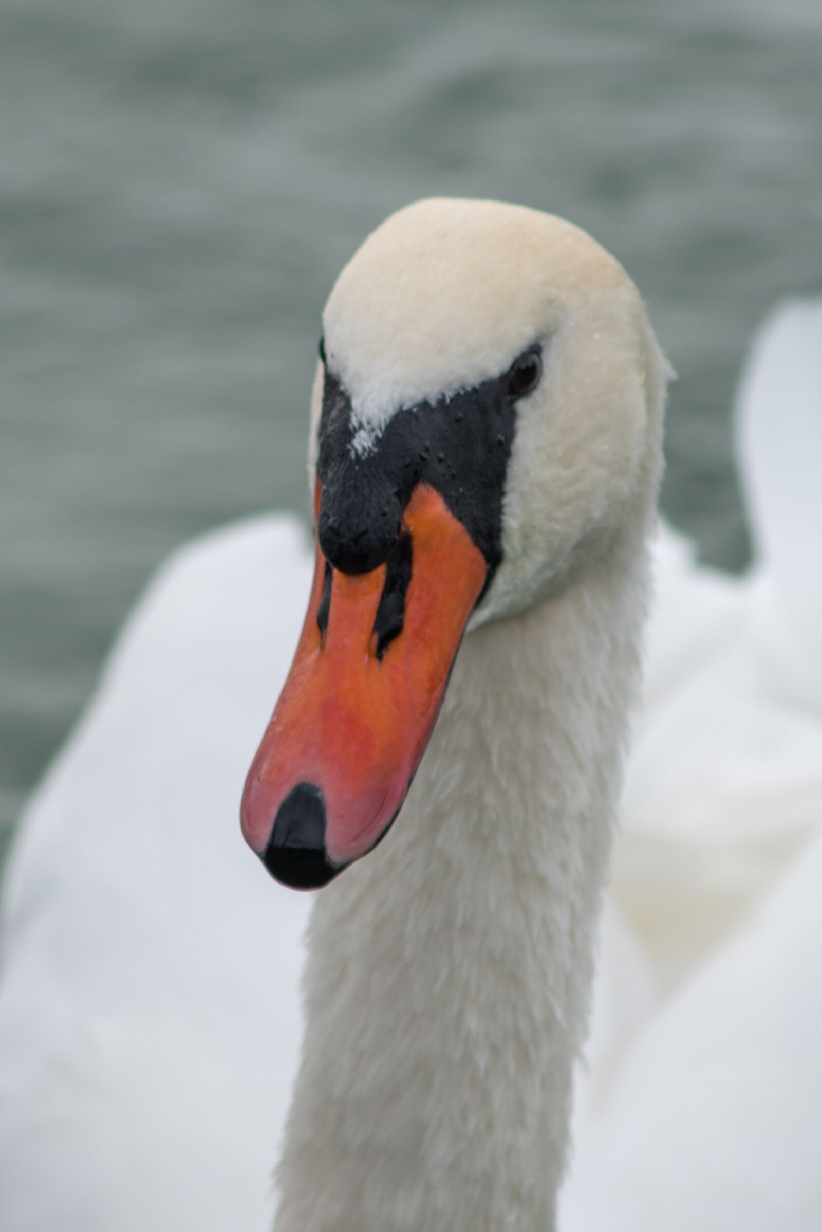 Nikon D750 sample photo. Swan, bird, water photography