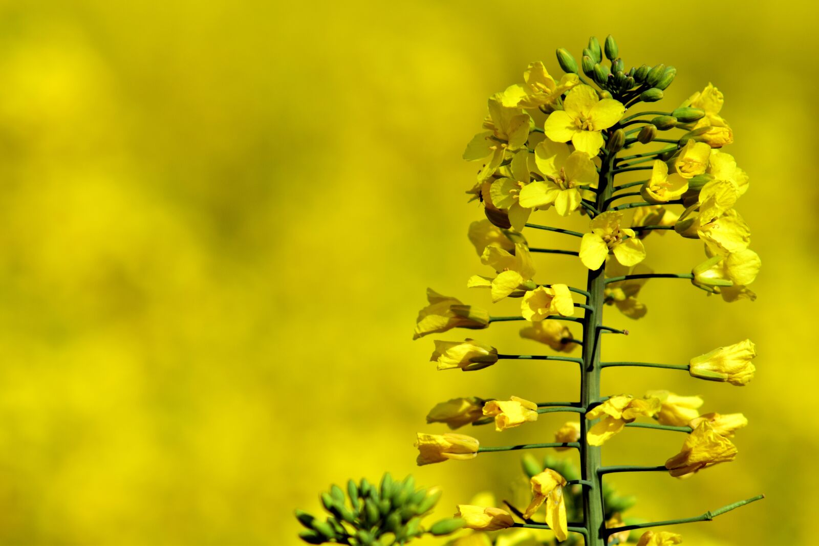 Nikon D3300 sample photo. Oilseed rape, close up photography