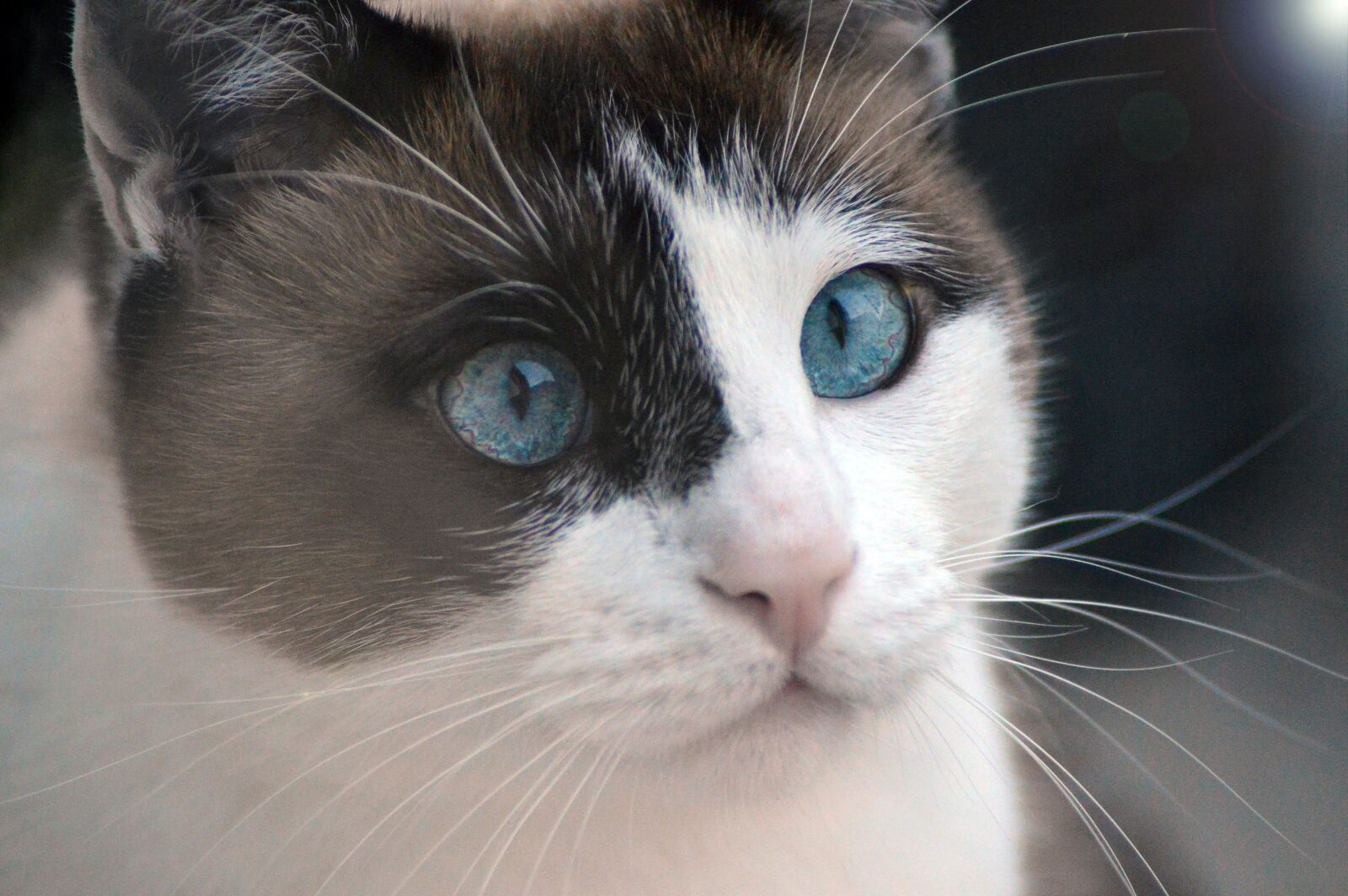 Nikon D3200 sample photo. Cat, animal, eyes photography