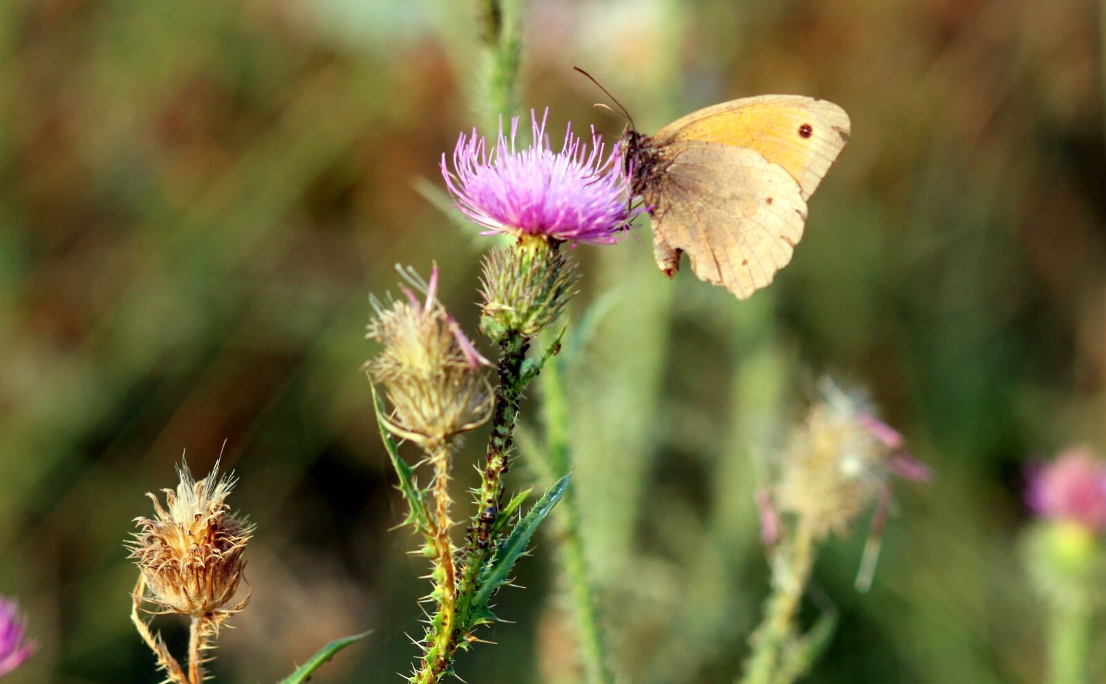 Canon EOS 700D (EOS Rebel T5i / EOS Kiss X7i) + Canon EF 85mm F1.8 USM sample photo. Butterfly, flower, brown photography