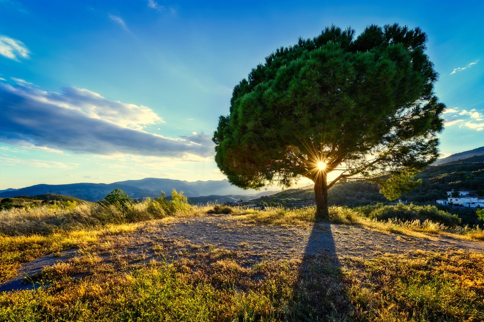 Nikon Z6 sample photo. Tree, sun, pine photography