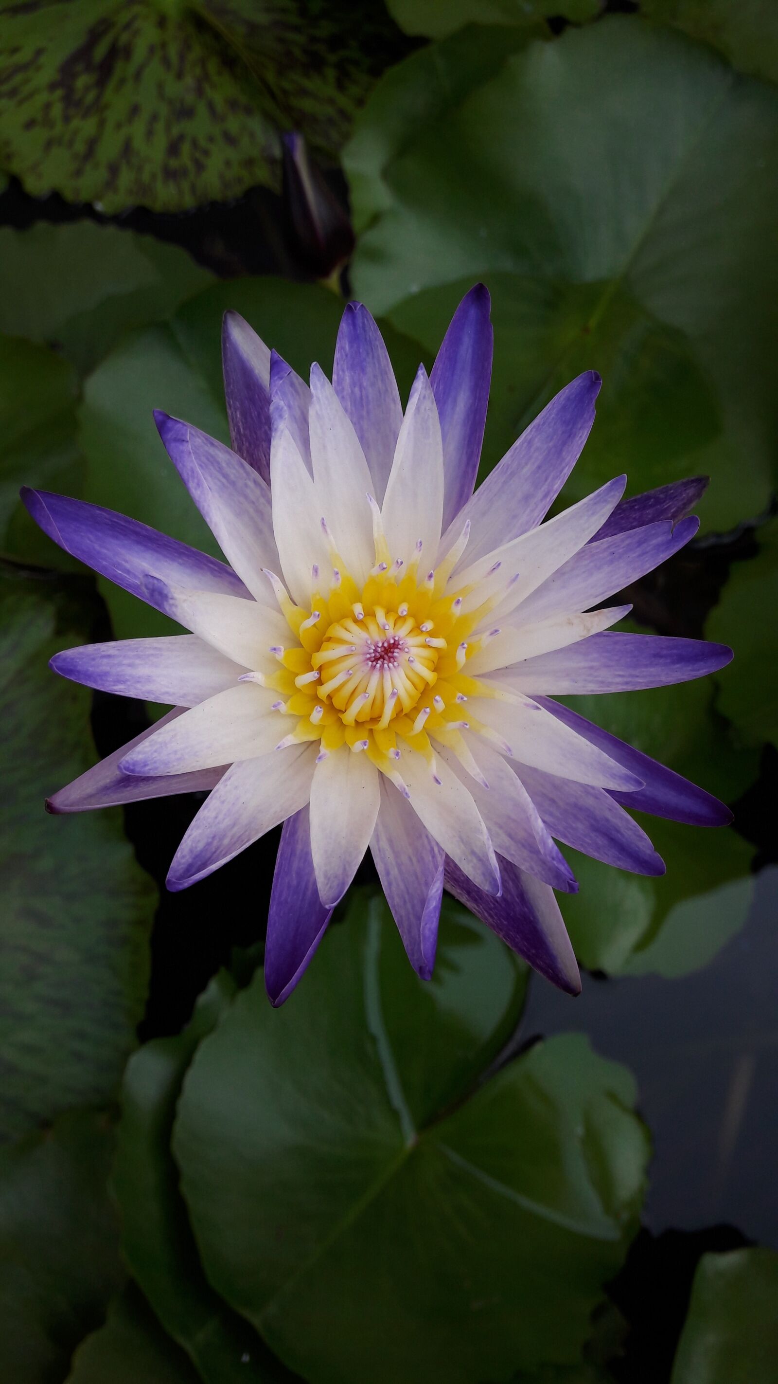 Samsung Galaxy J7 sample photo. Purple, lotus photography