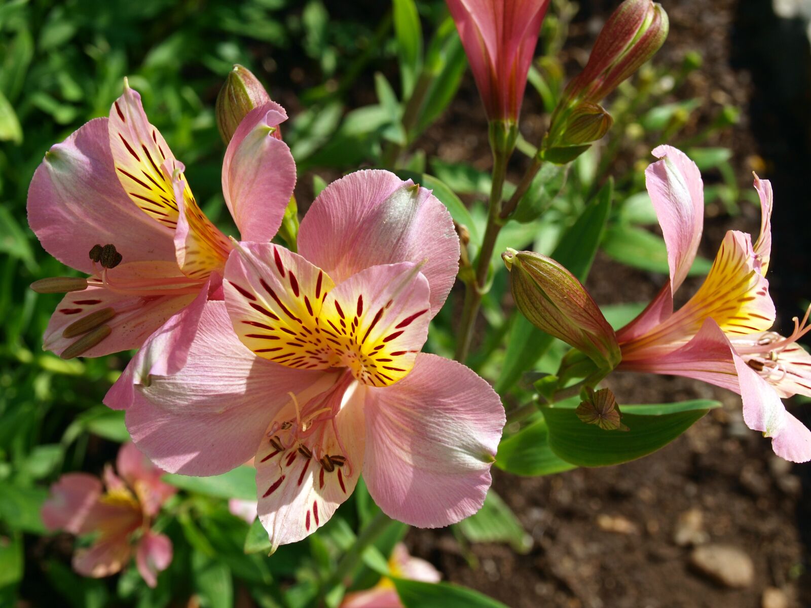 Olympus E-420 (EVOLT E-420) sample photo. Flowers, flower alstroemeria, lily photography