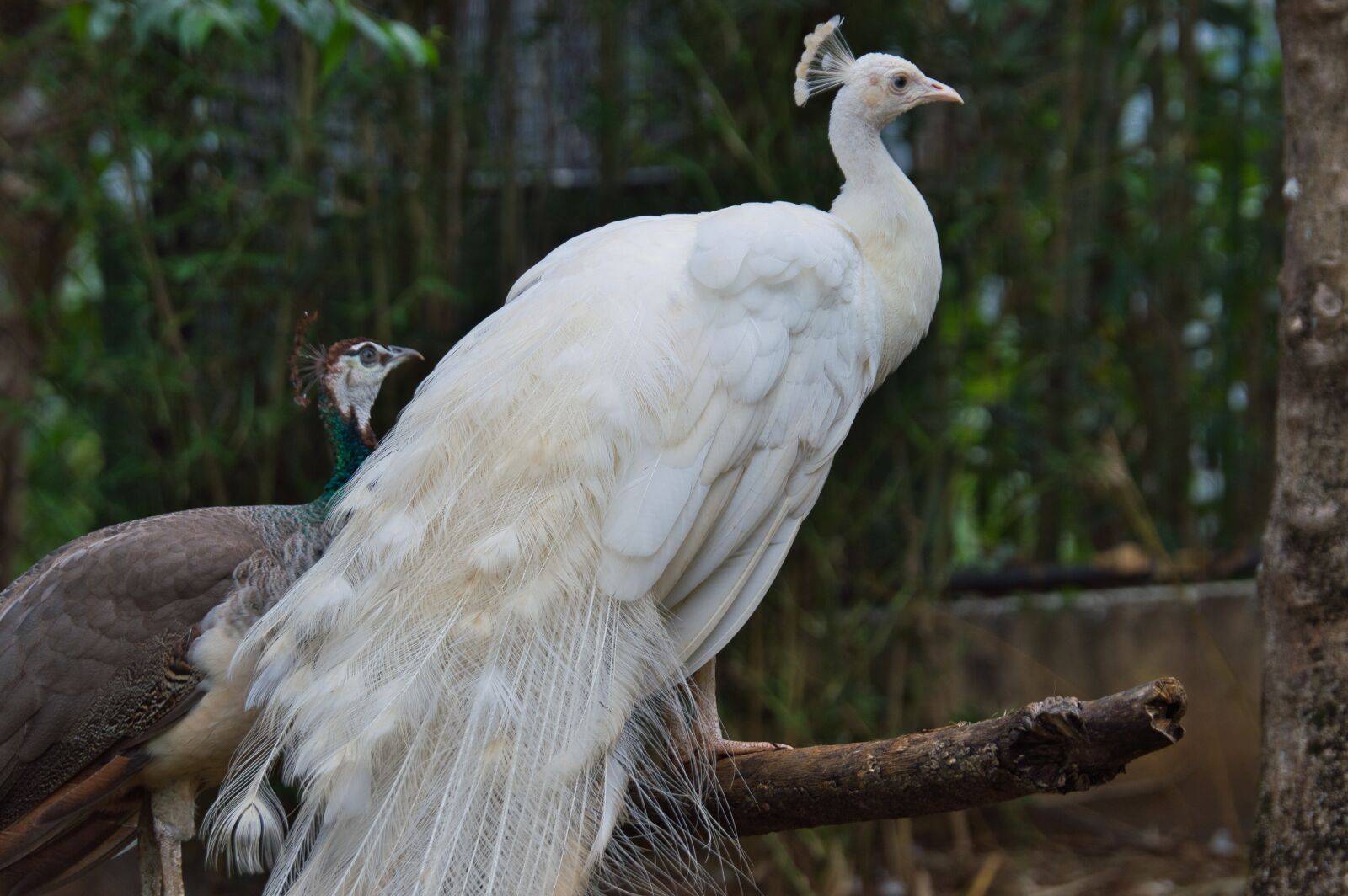 Nikon D3200 sample photo. Costa rica, ave, peacock photography