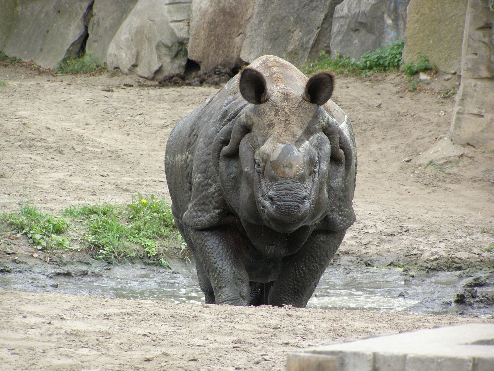 Olympus SP510UZ sample photo. Rhino, zoo, fauna africa photography