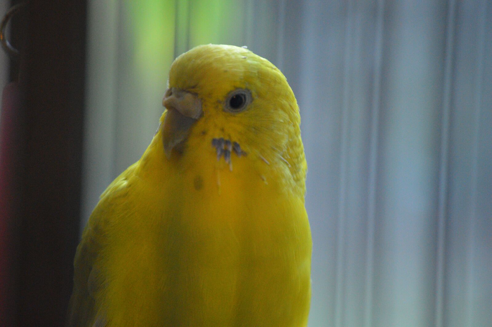 Nikon D3200 sample photo. Bird, yellow, parrot photography