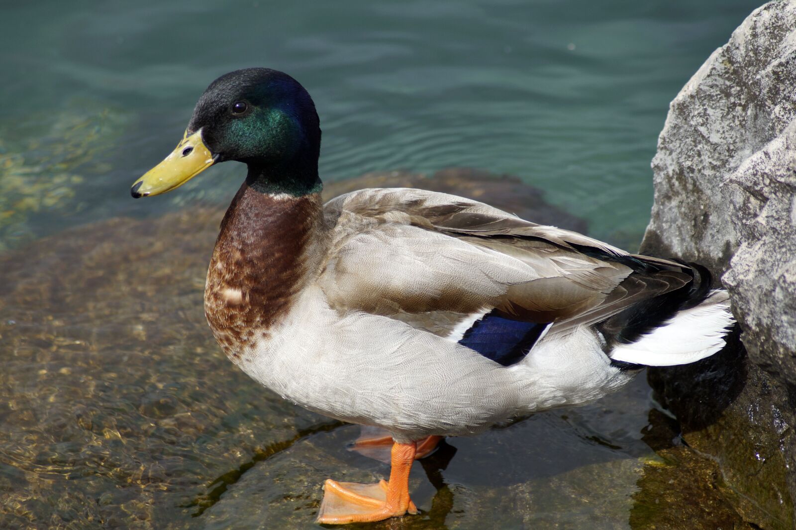 Sony SLT-A58 sample photo. Duck, mallard, lake photography