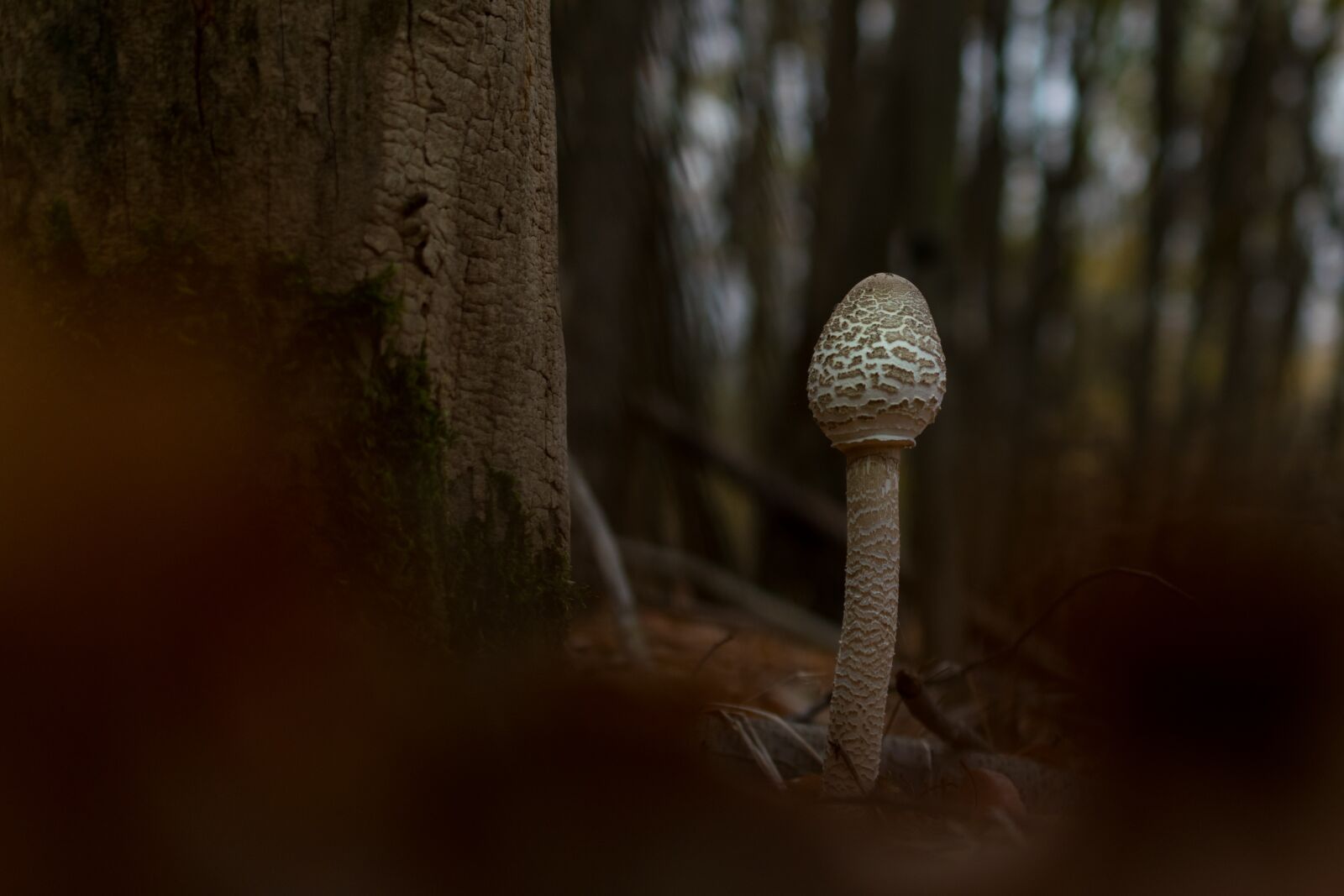 Nikon D5300 sample photo. Mushroom, fungi, forest photography