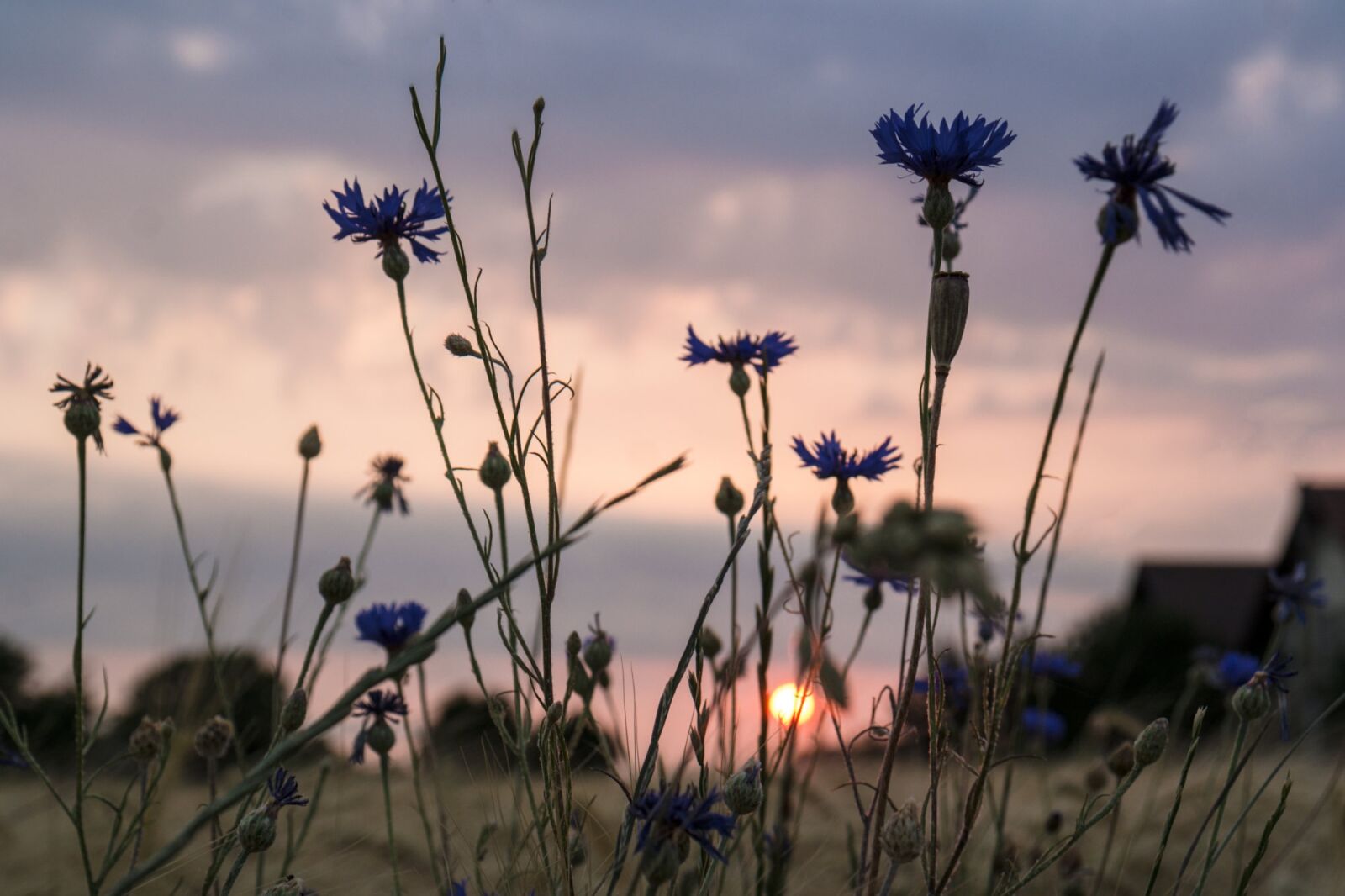 Samsung NX 18-55mm F3.5-5.6 OIS sample photo. Sunrise, backlighting, rural photography