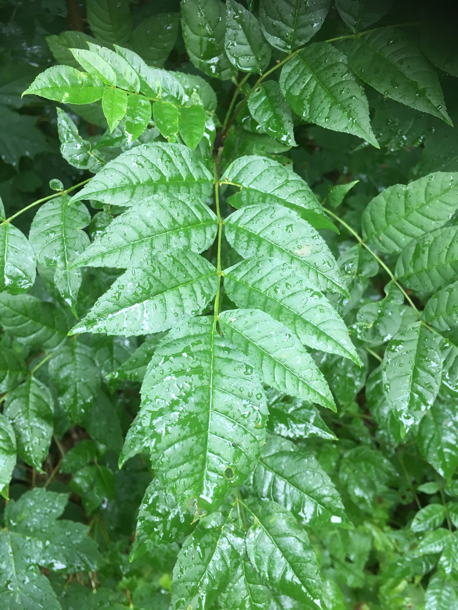 Apple iPhone 6s sample photo. Leaves, green, rain photography