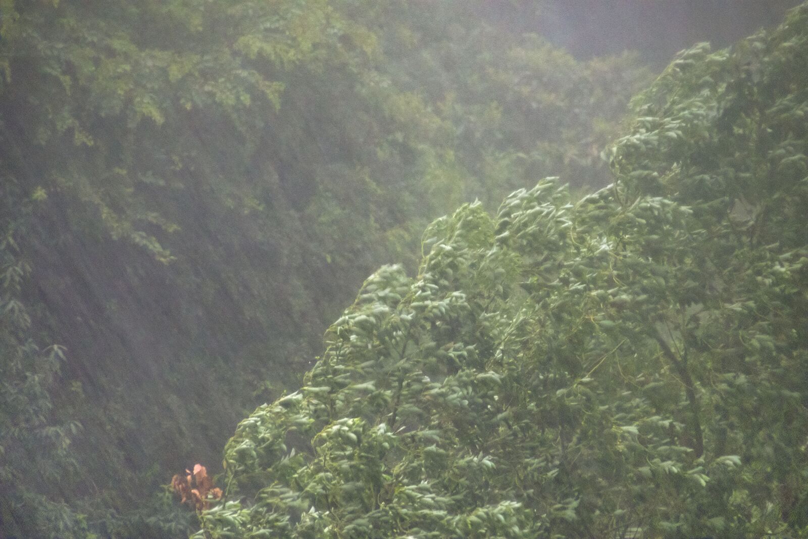 Canon TS-E 90mm F2.8 Tilt-Shift sample photo. Heavy rain, trees, the photography