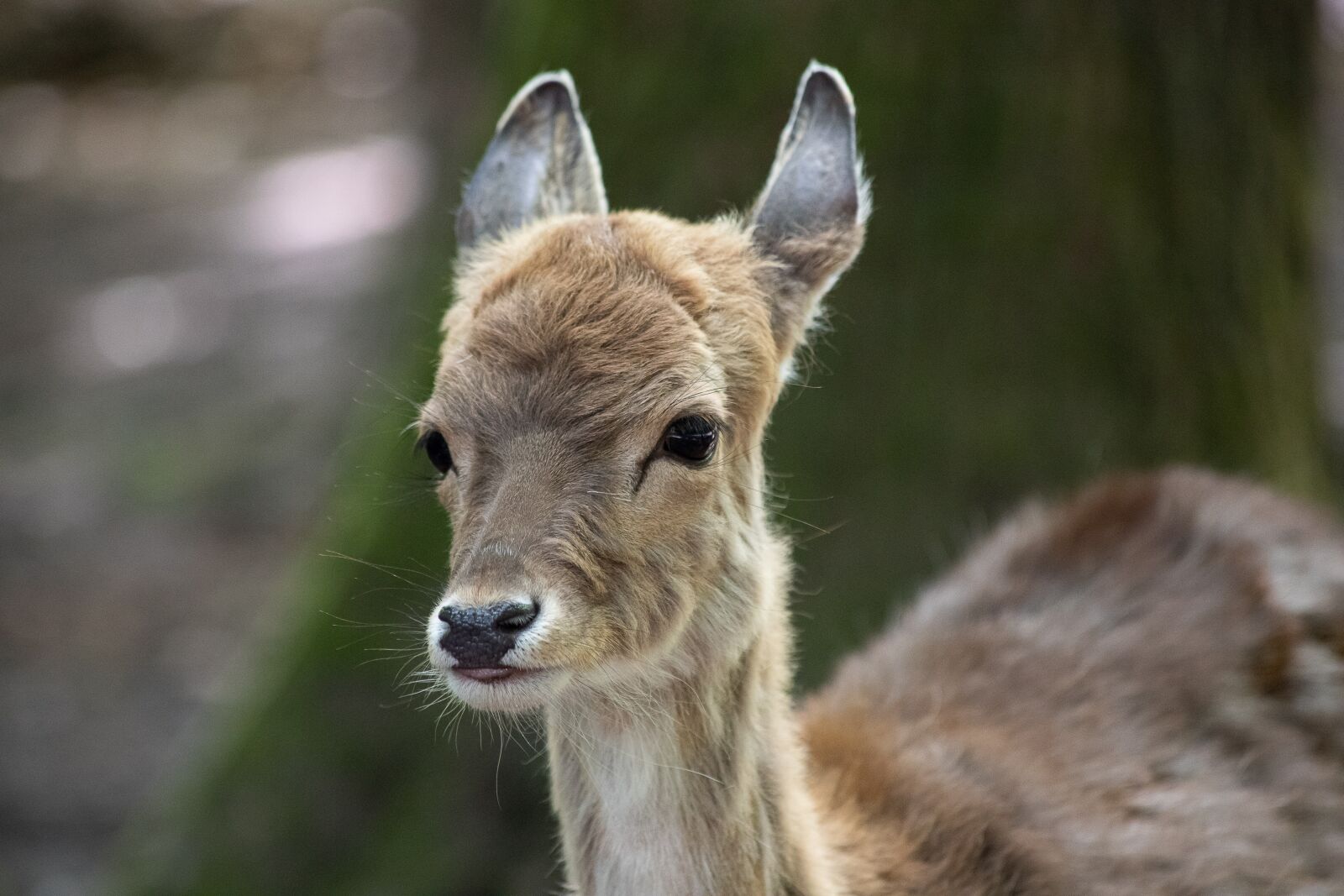 Canon EOS 6D Mark II sample photo. Fallow deer, mammal, animal photography