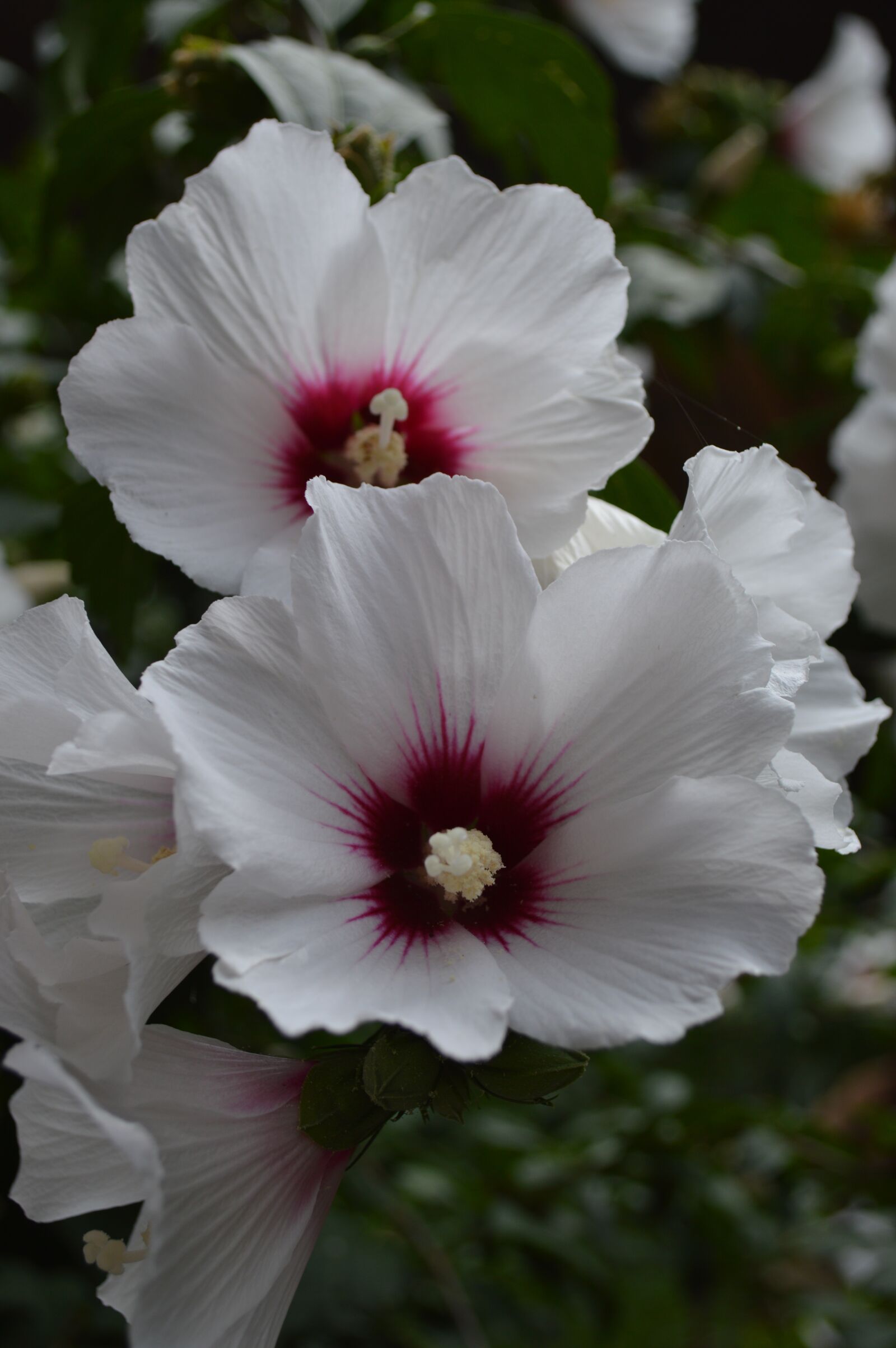 Nikon D3200 sample photo. Flower, flora, nature photography
