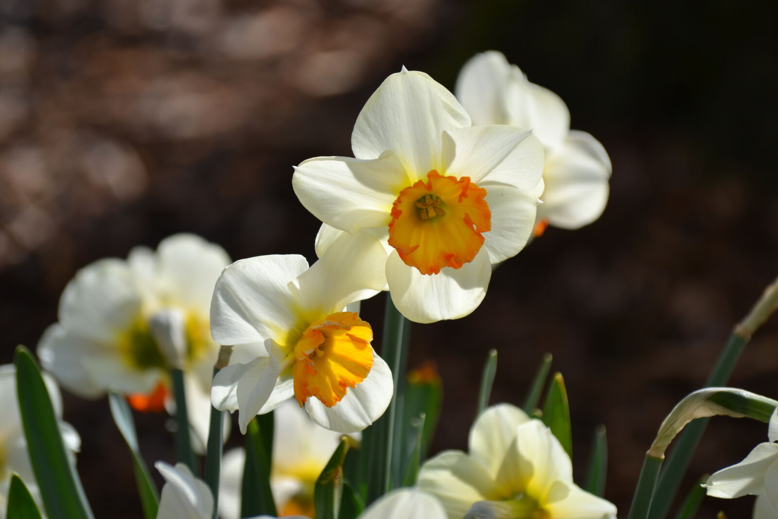 Nikon D3100 sample photo. Daffodils, spring, spring, flower photography