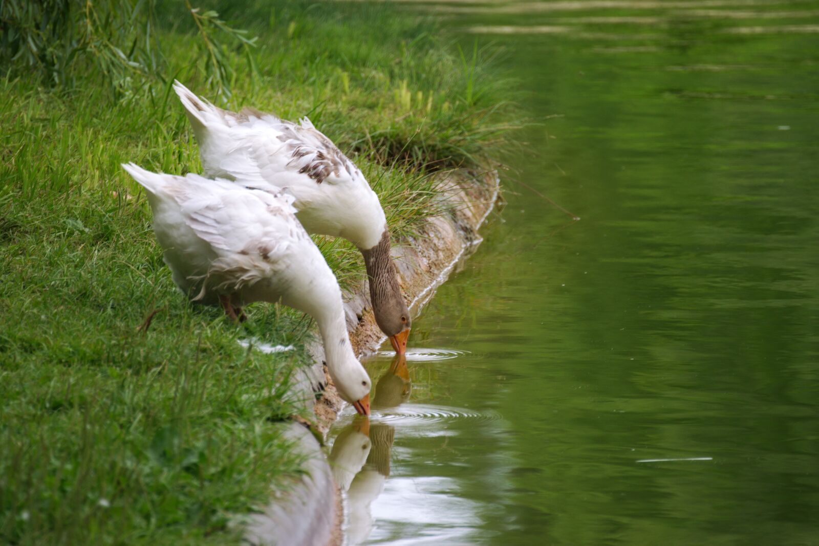 Nikon D5300 sample photo. Geese, birds, plumage photography