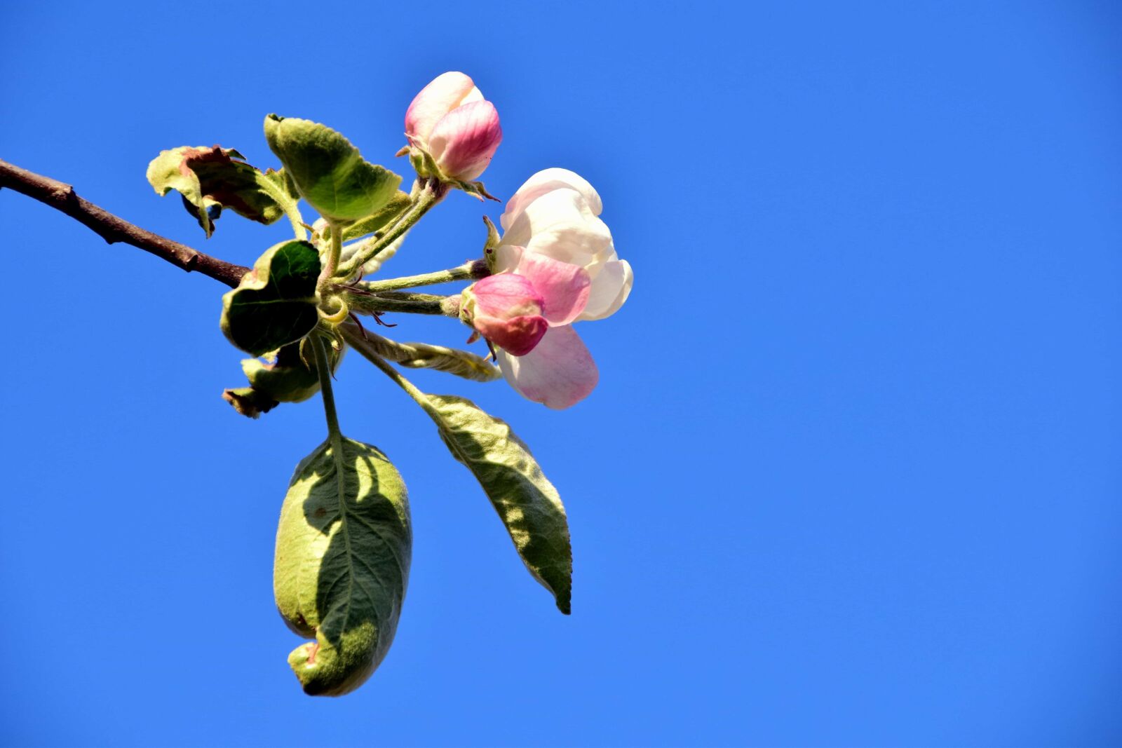 Nikon D3300 sample photo. Apple, branch, tree, leaf photography