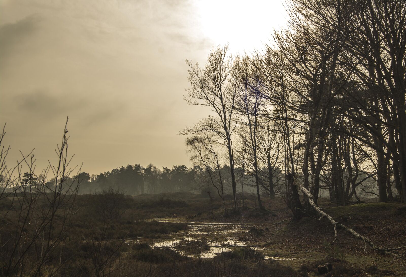 Nikon D7100 sample photo. Background, nature, air photography