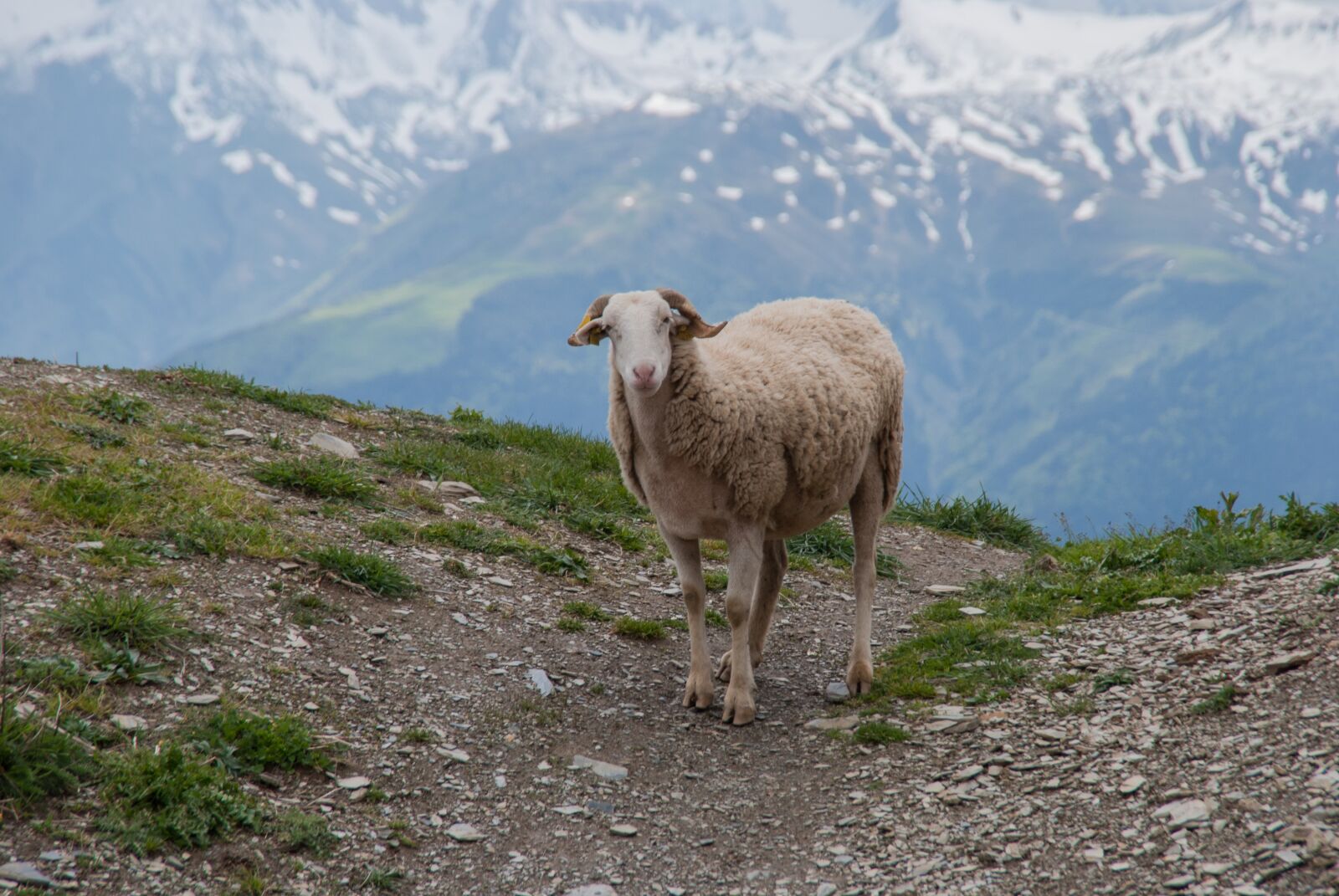 Nikon D60 sample photo. Sheep, mountain, animal photography