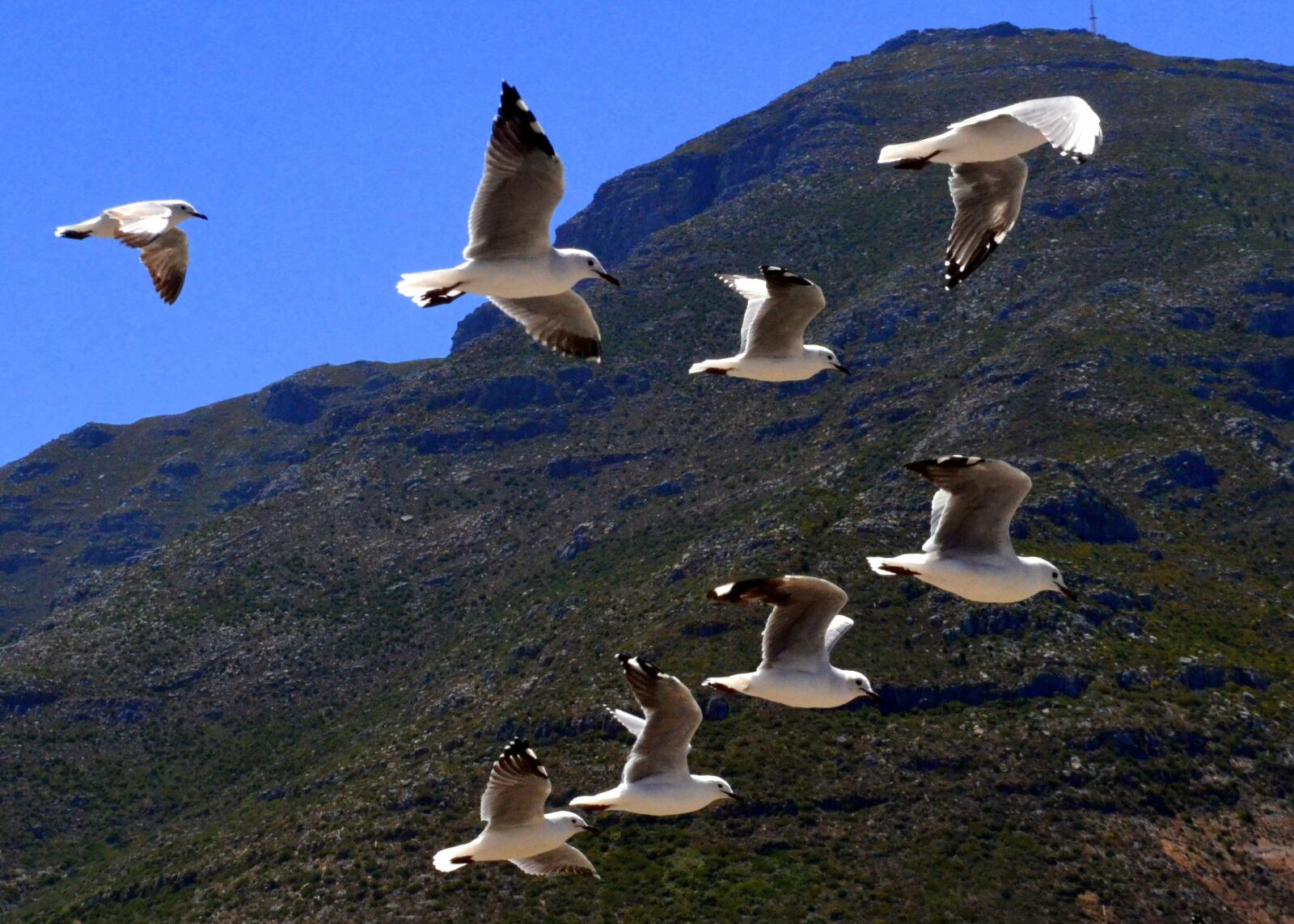Nikon D3100 sample photo. Nature, south africa, mountain photography