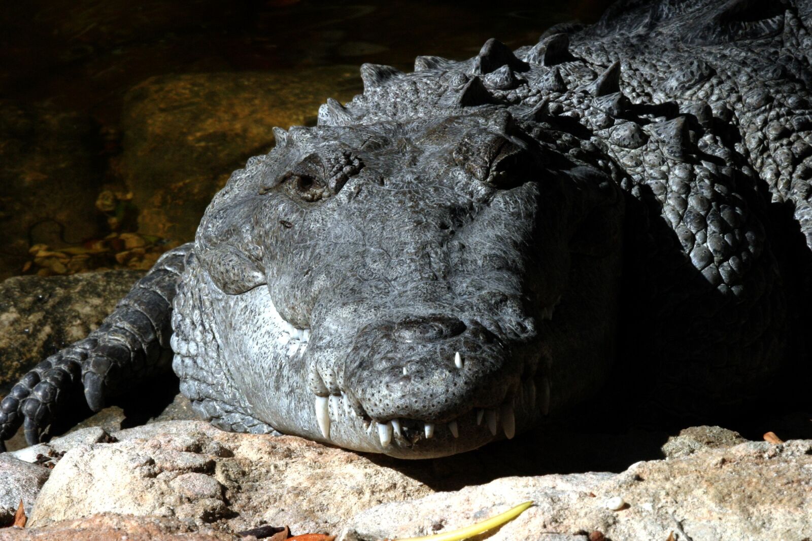 Canon EOS 10D sample photo. Crocodile, mouth, wild photography
