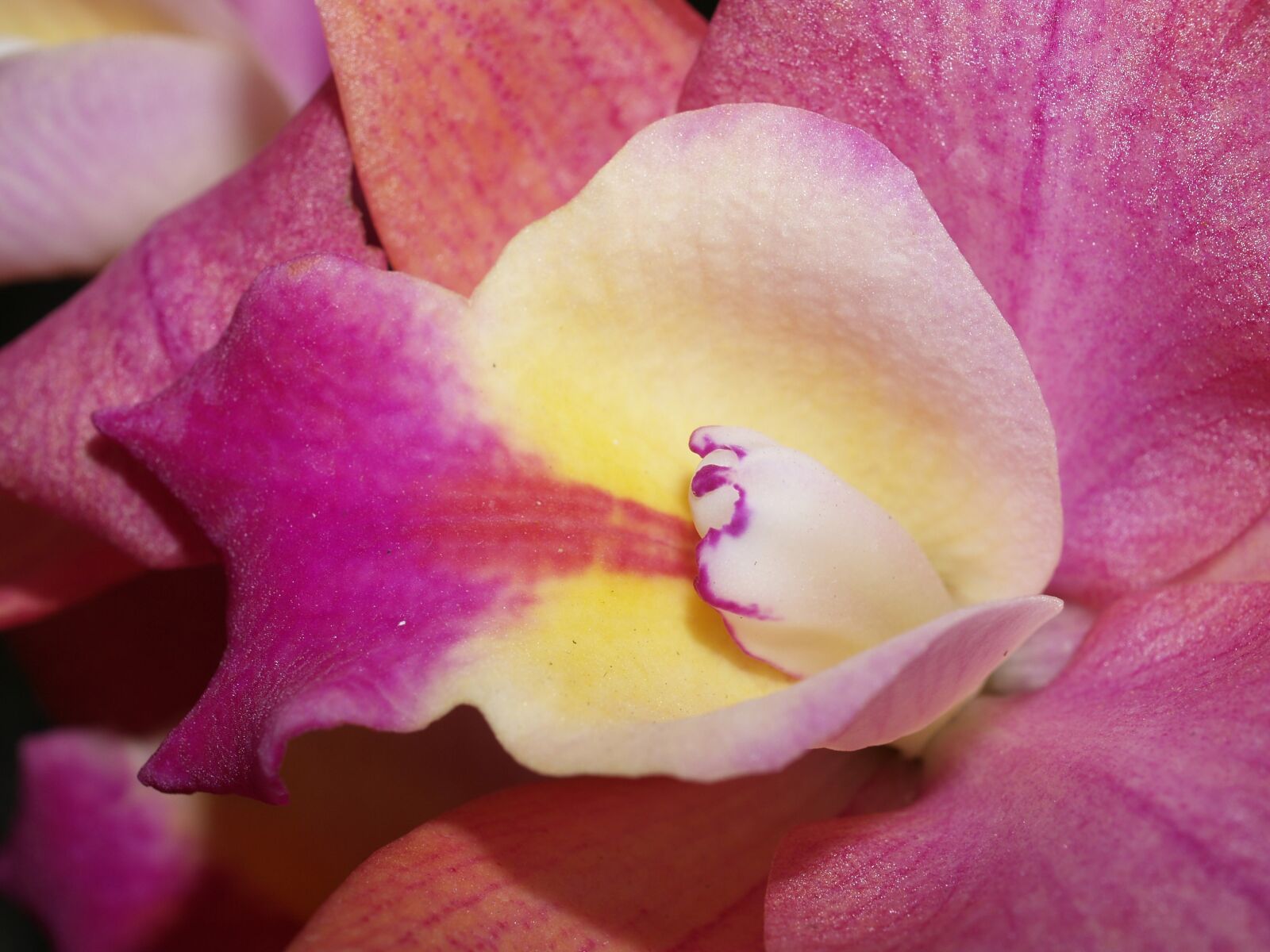 Olympus E-300 (EVOLT E-300) sample photo. Orchid, flower, bright photography