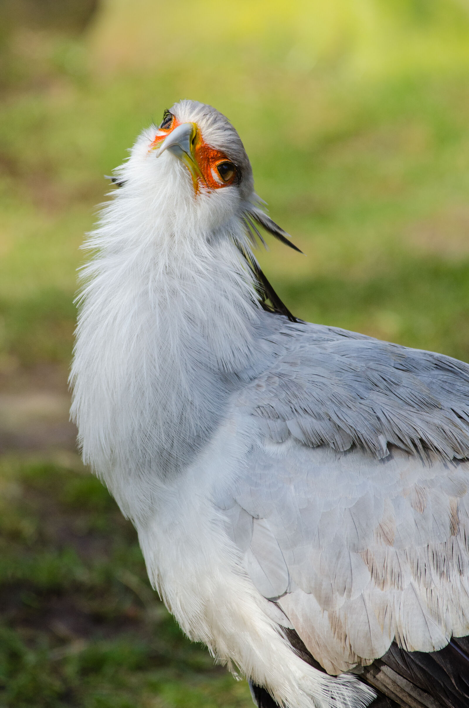 Nikon D7000 + Sigma APO Tele Macro 300mm F4 sample photo