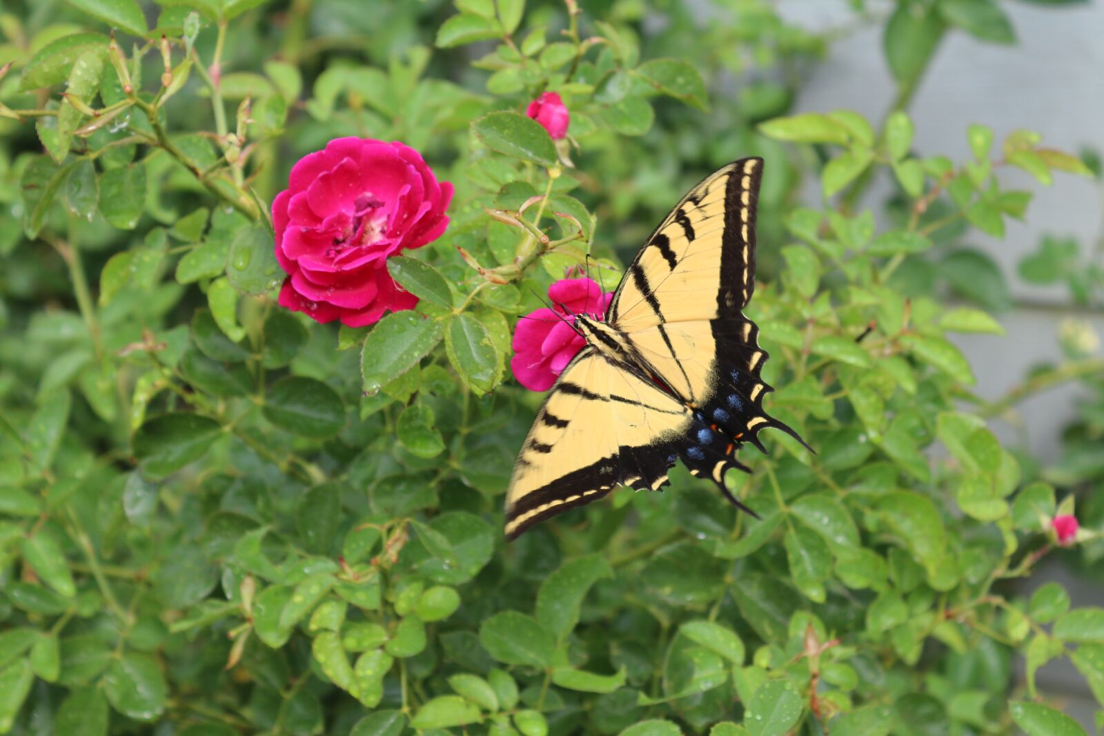 Canon EOS 650D (EOS Rebel T4i / EOS Kiss X6i) + Canon EF-S 18-55mm F3.5-5.6 IS II sample photo. Butterfly, nature, rose bush photography