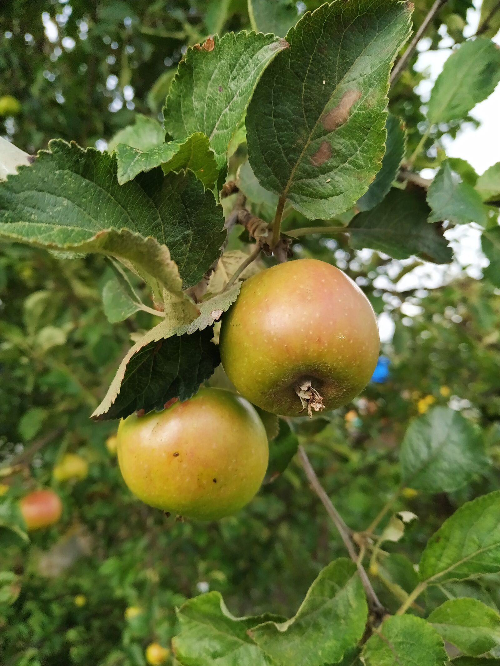 Xiaomi Redmi Note 6 Pro sample photo. Apples, bench, garden photography